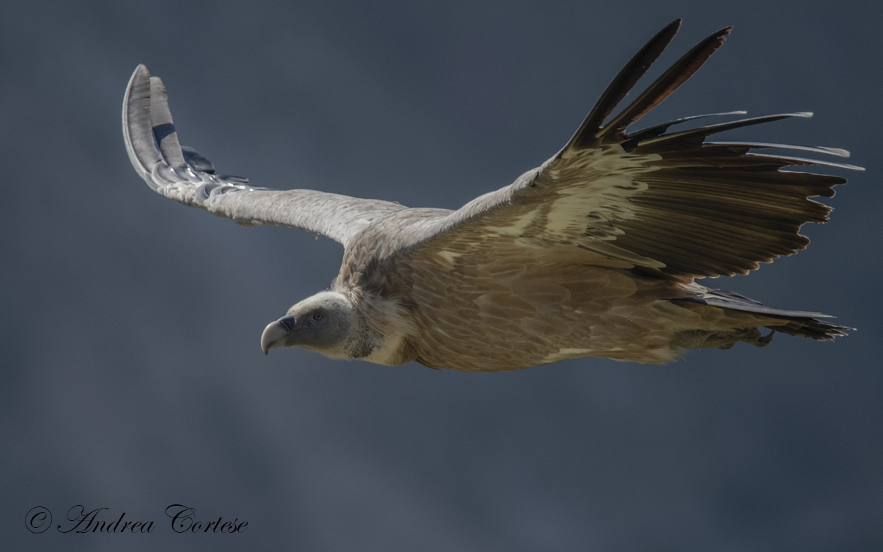 Grifone (Gyps fulvus)