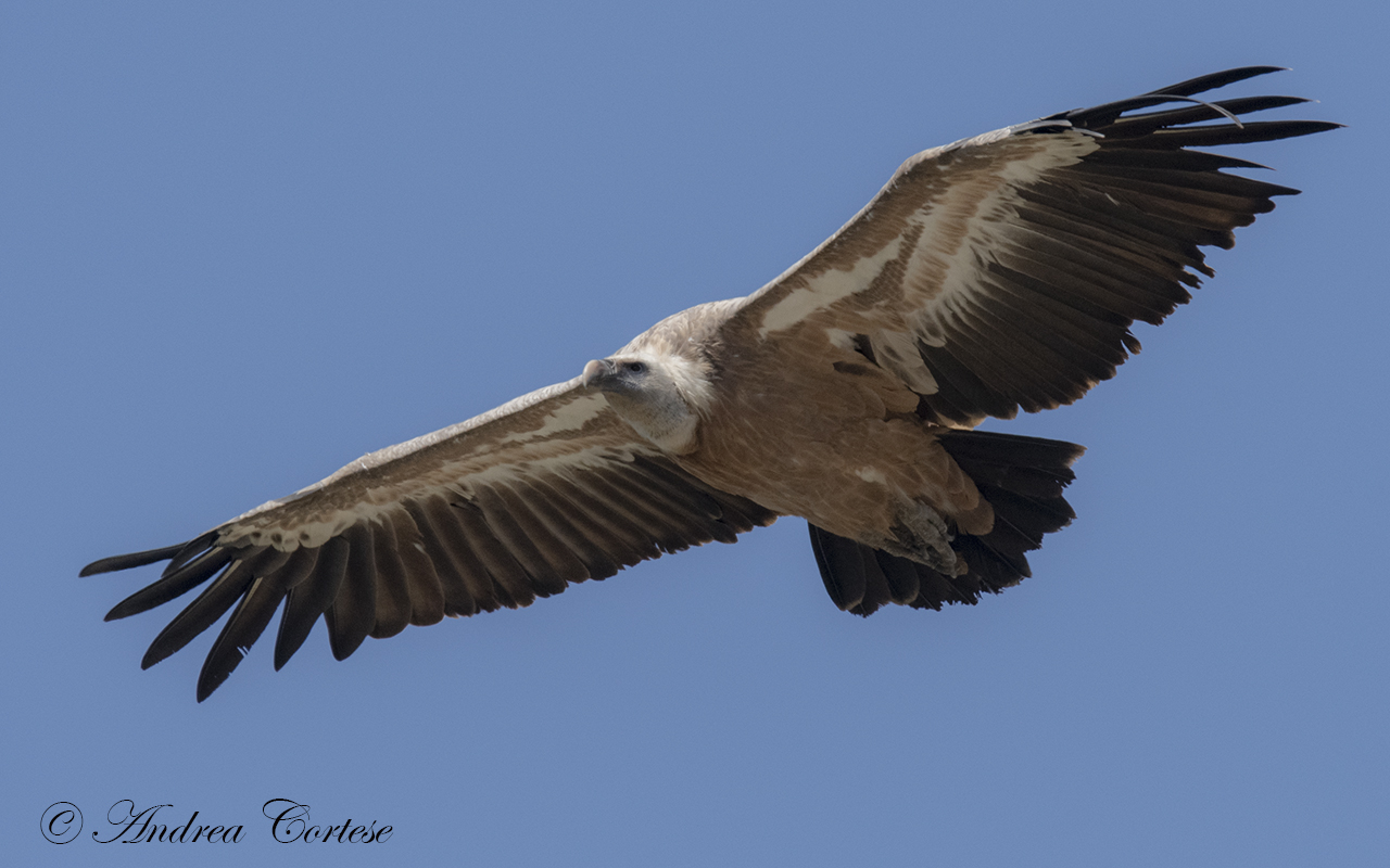 Grifone (Gyps fulvus)