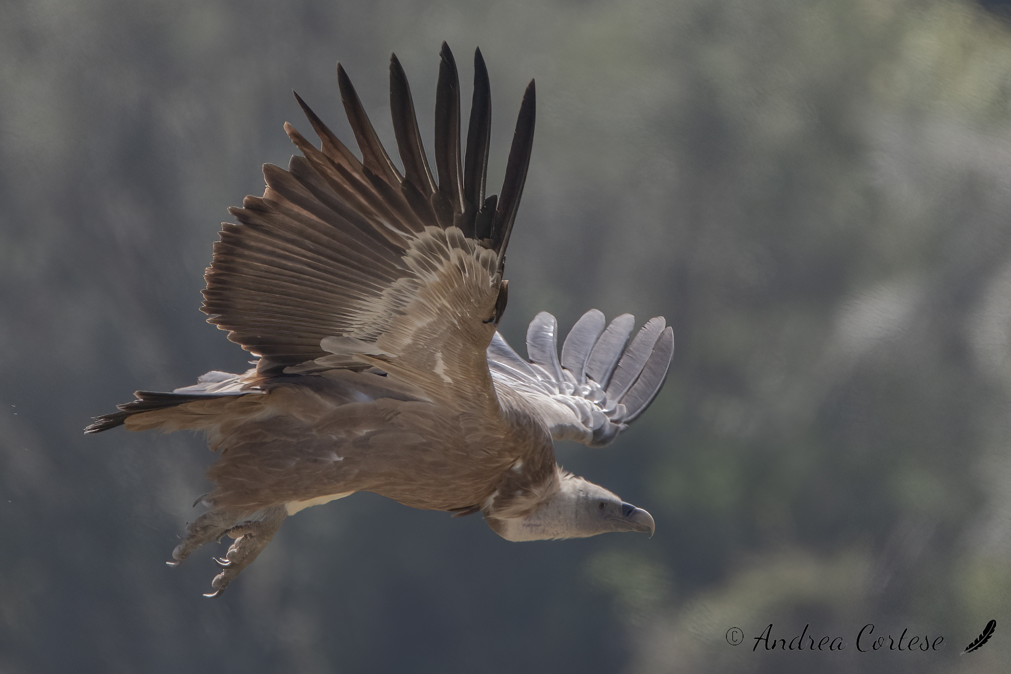 Grifone (Gyps fulvus)