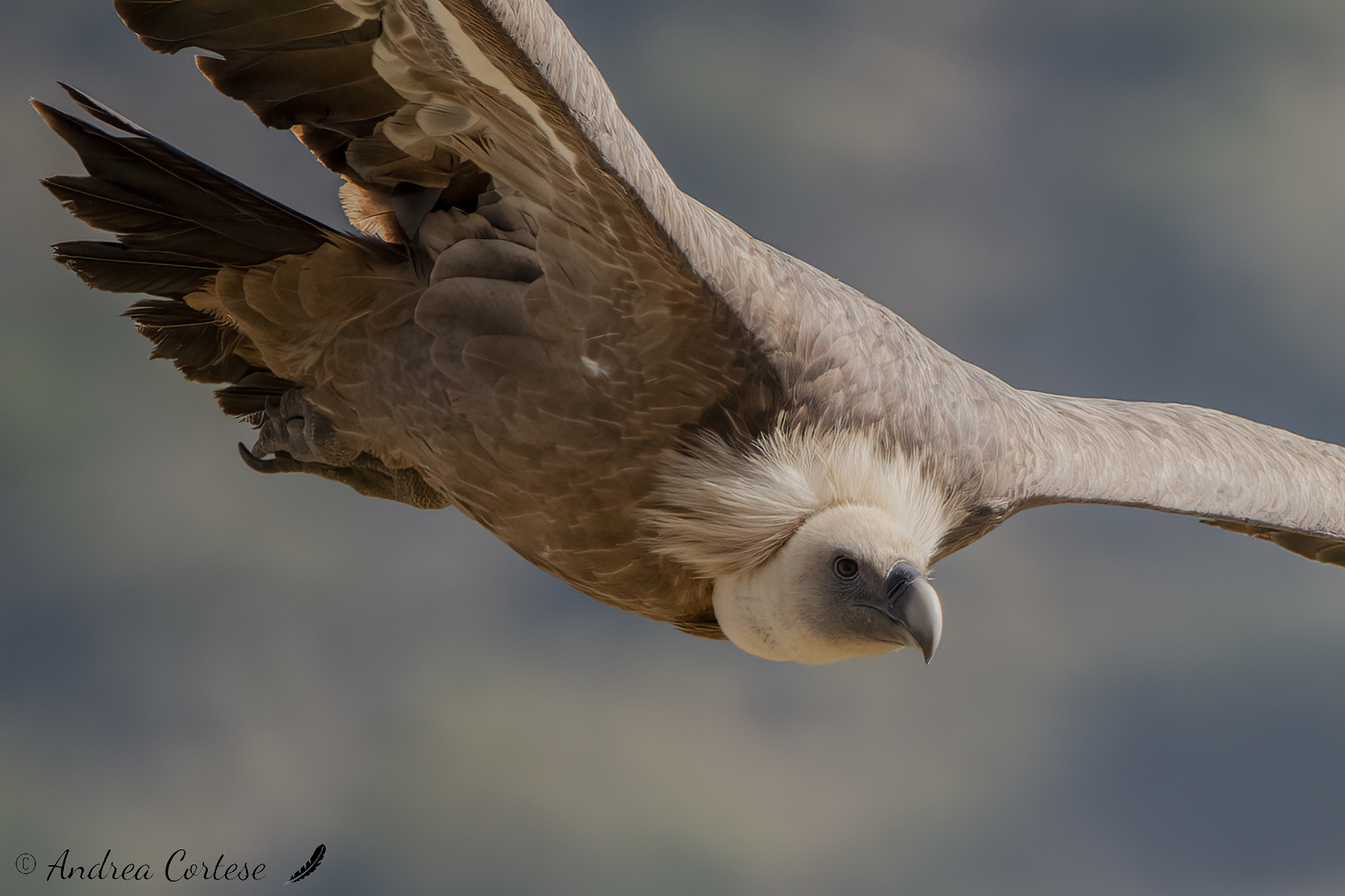 Grifone (Gyps fulvus)