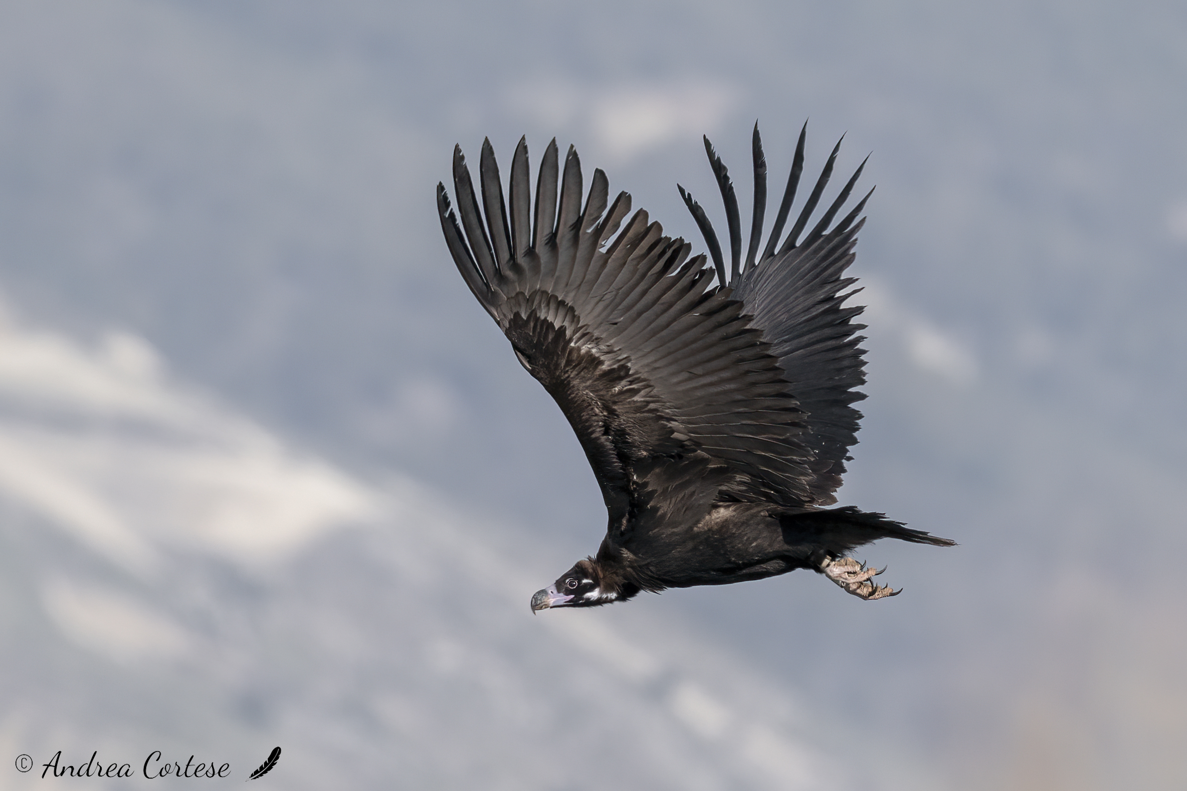Avvoltoio monaco (Aegypius monachus )
