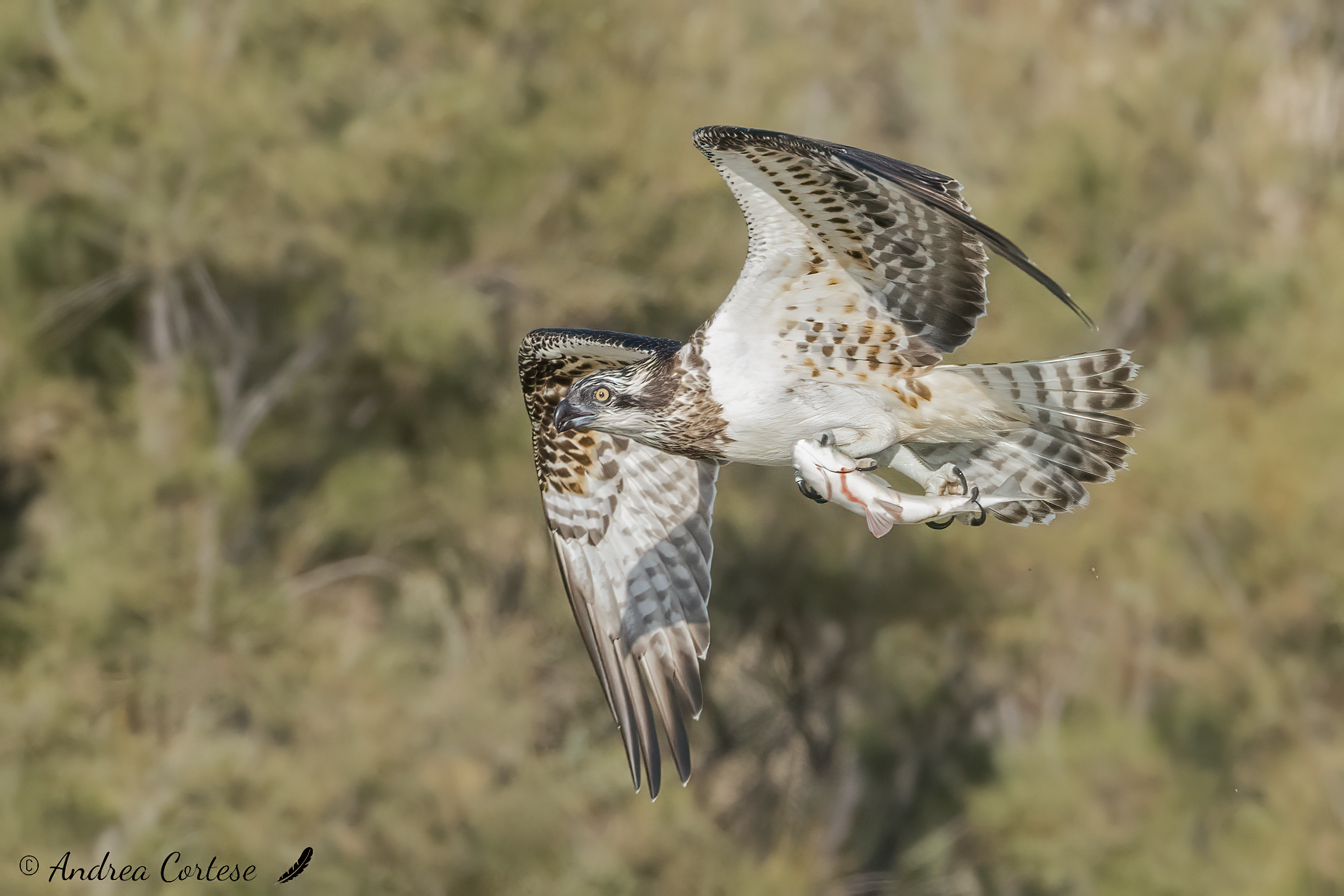 Falco pescatore (Pandion haliaetus)