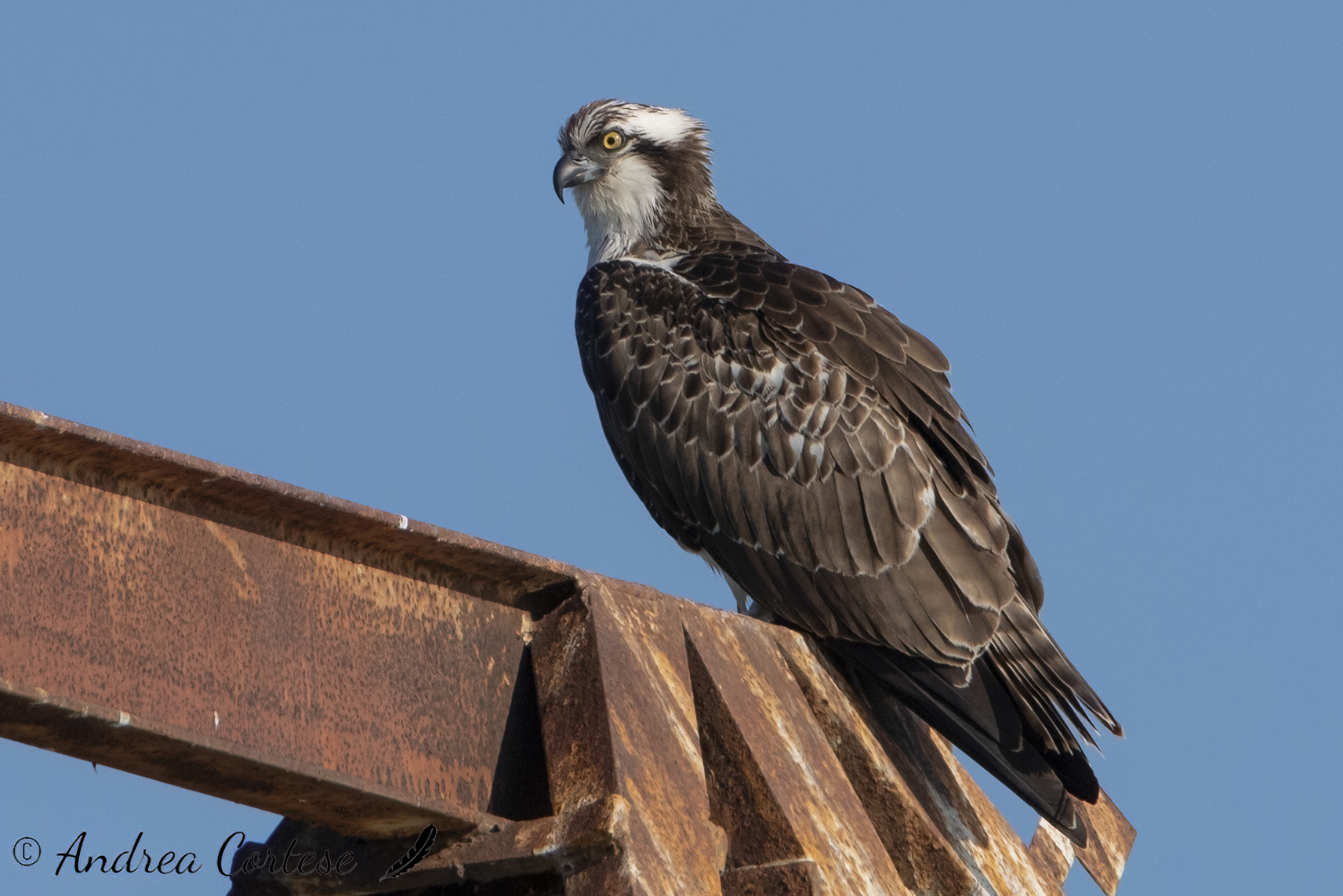 Falco pescatore (Pandion haliaetus)