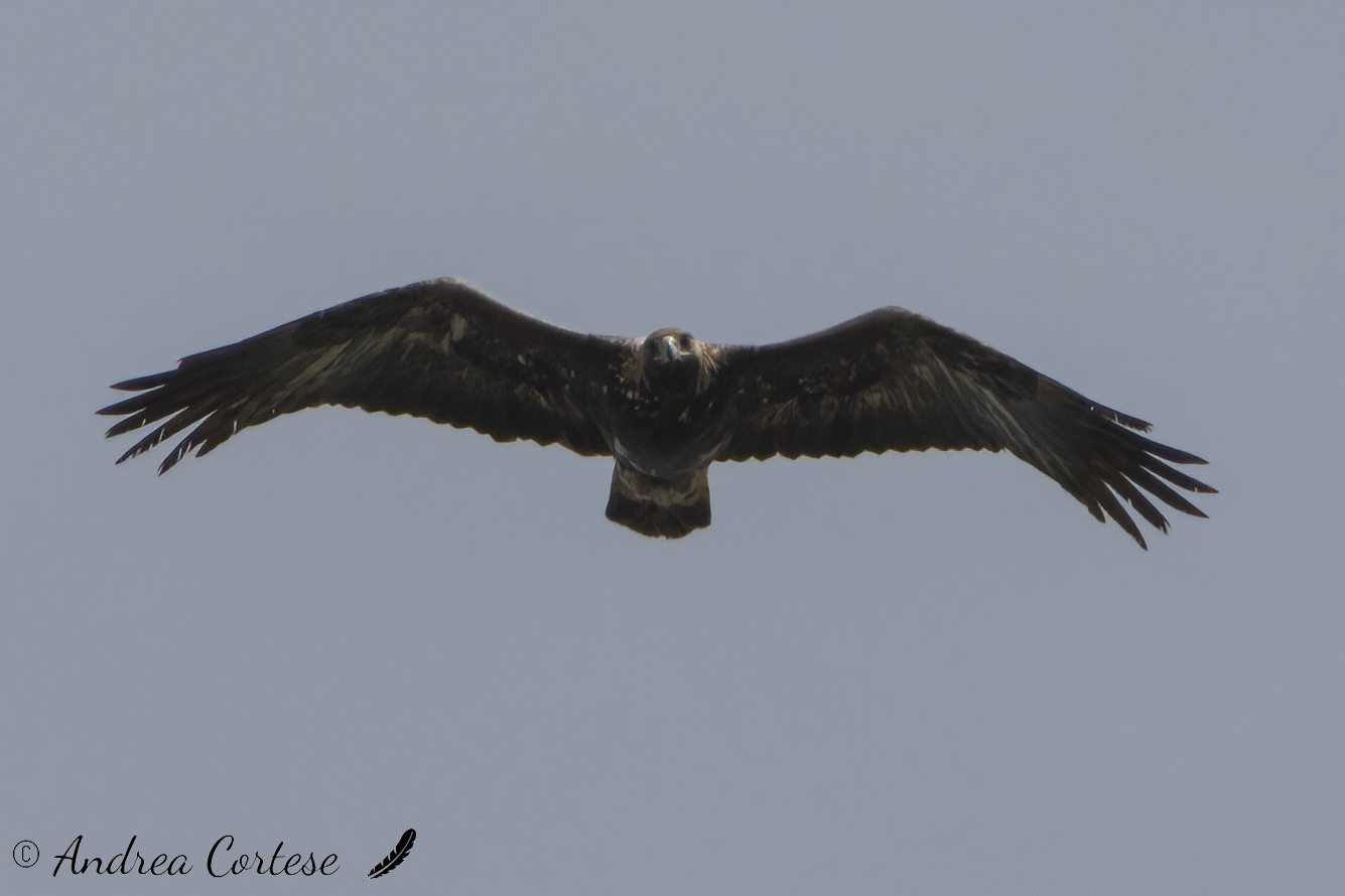 Aquila reale (Aquila chrysaetos)