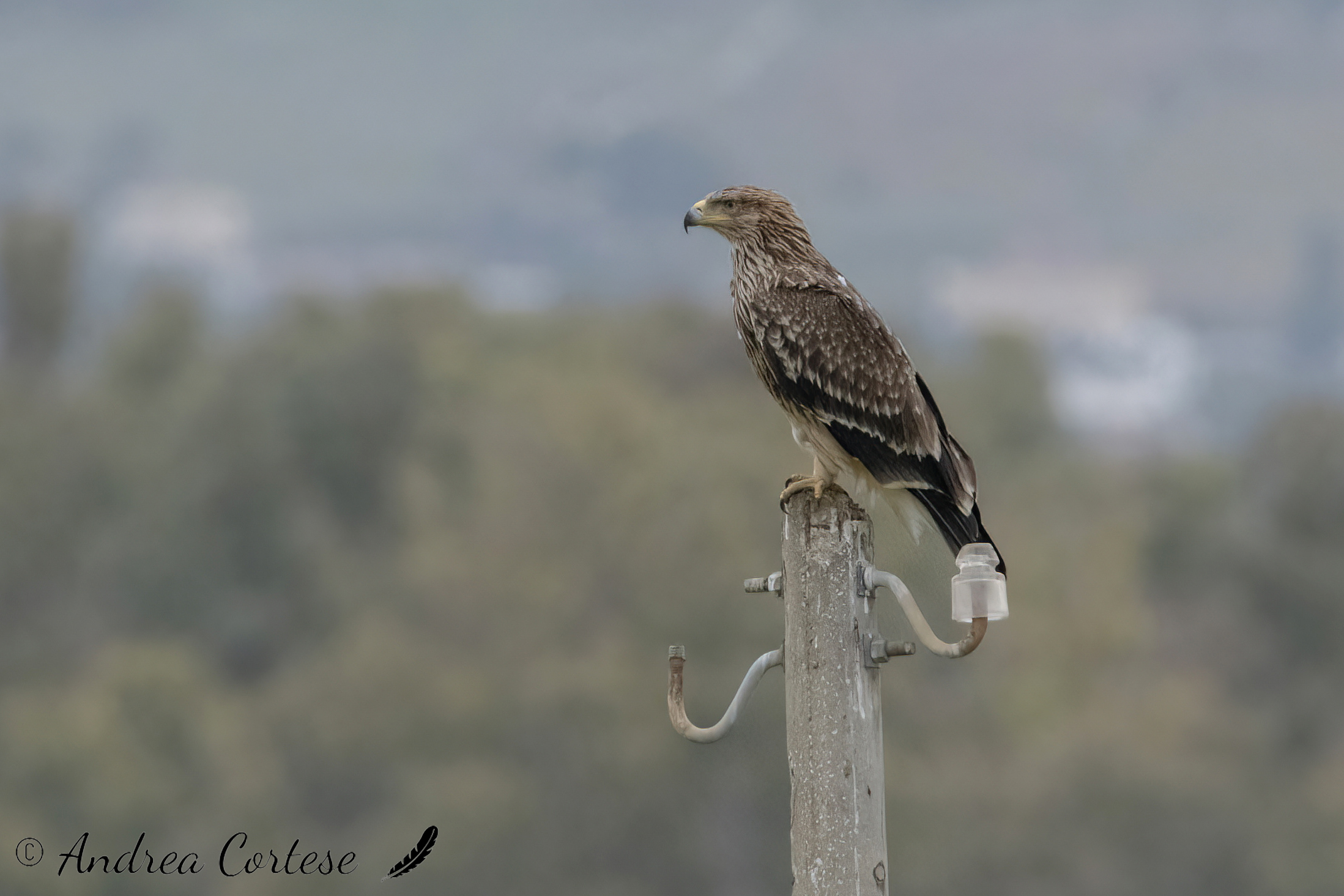 Aquila imperiale (Aquila heliaca)