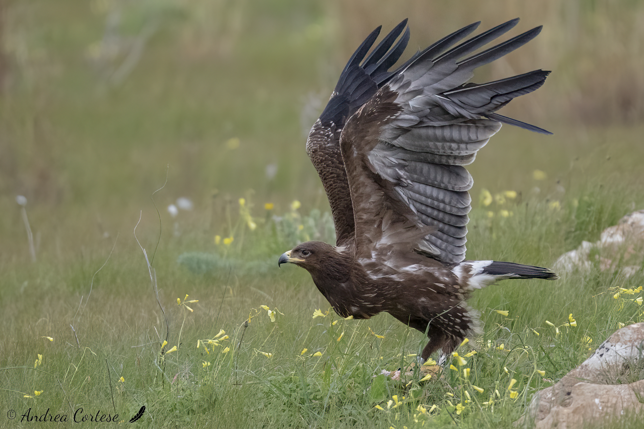 Aquila anatraia minore (Clanga pomarina)
