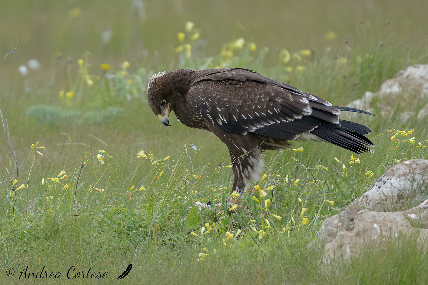 Aquila anatraia minore (Clanga pomarina)