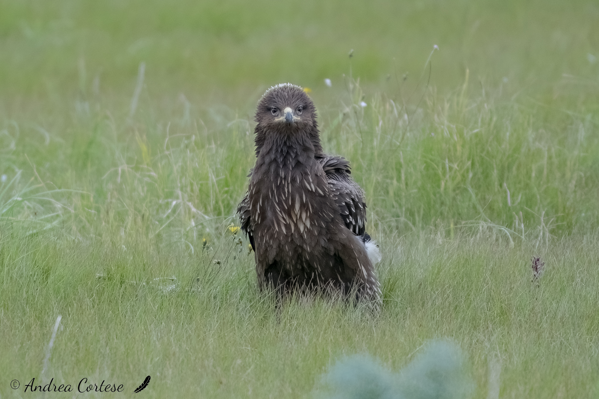 Aquila anatraia minore (Clanga pomarina)