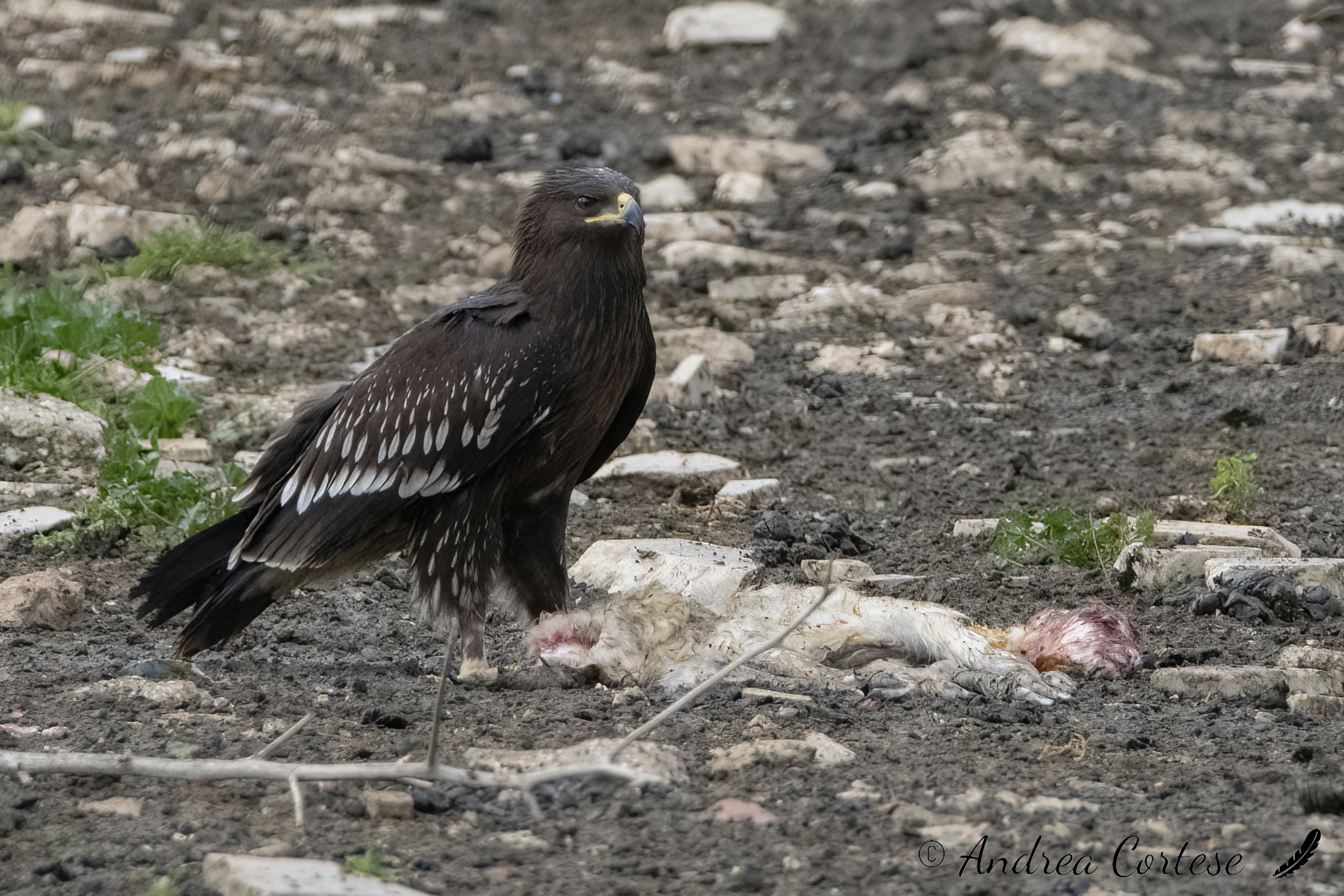Aquila anatraia maggiore (Clanga clanga)