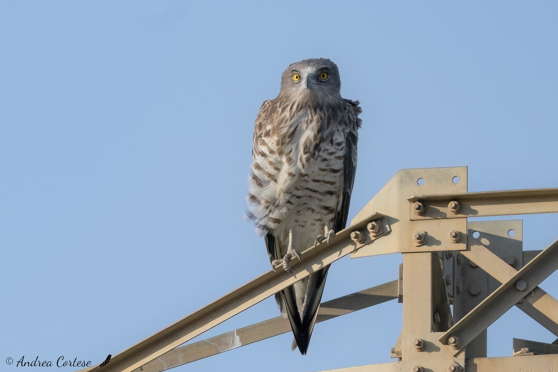Biancone (Circaetus gallicus)