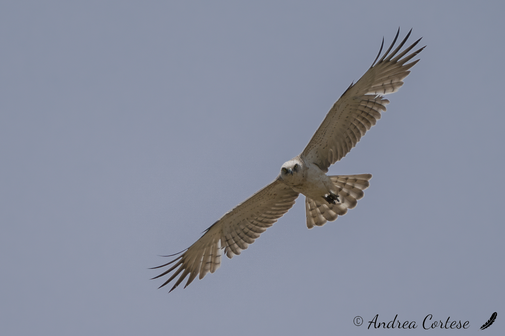 Biancone (Circaetus gallicus)