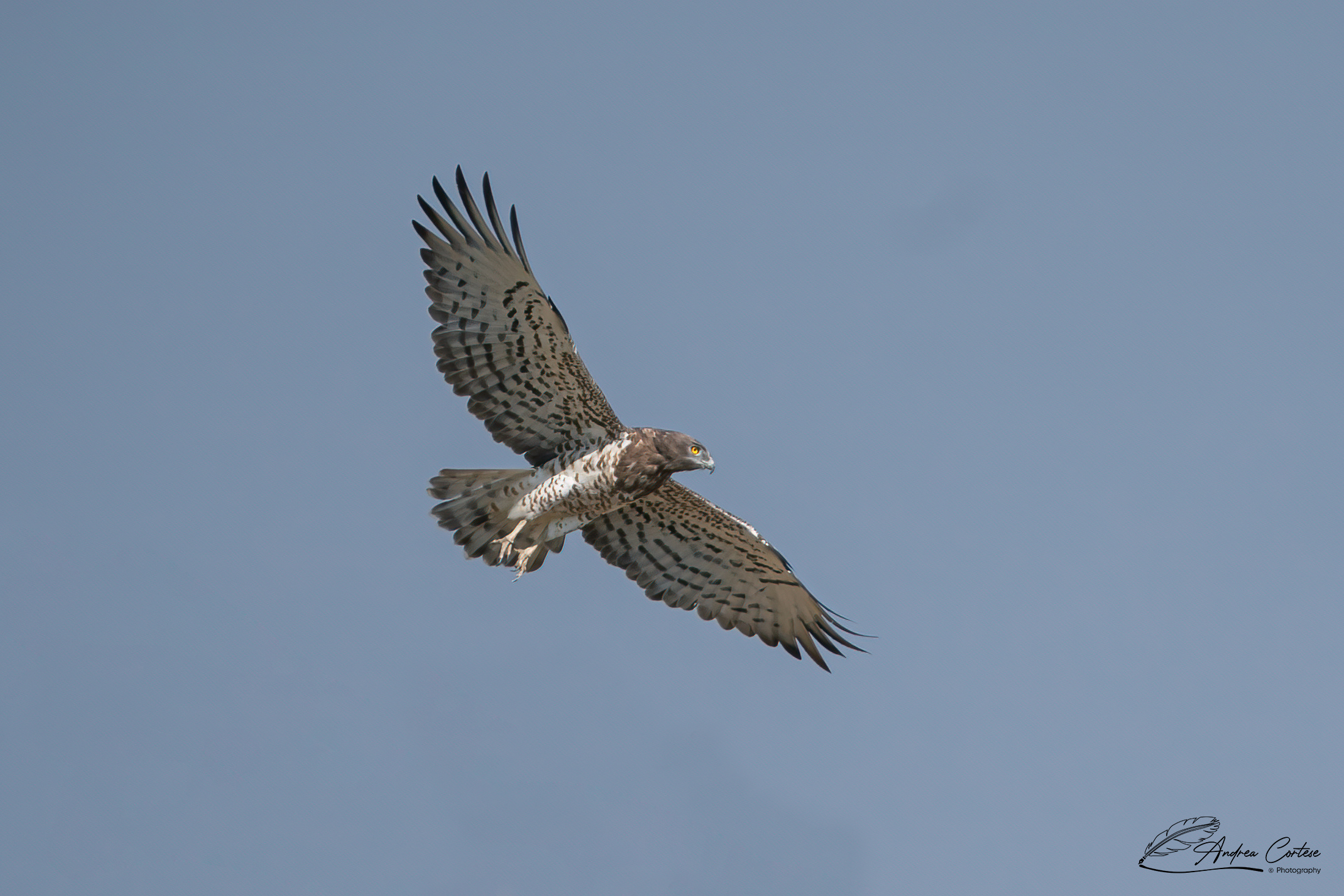Biancone (Circaetus gallicus)
