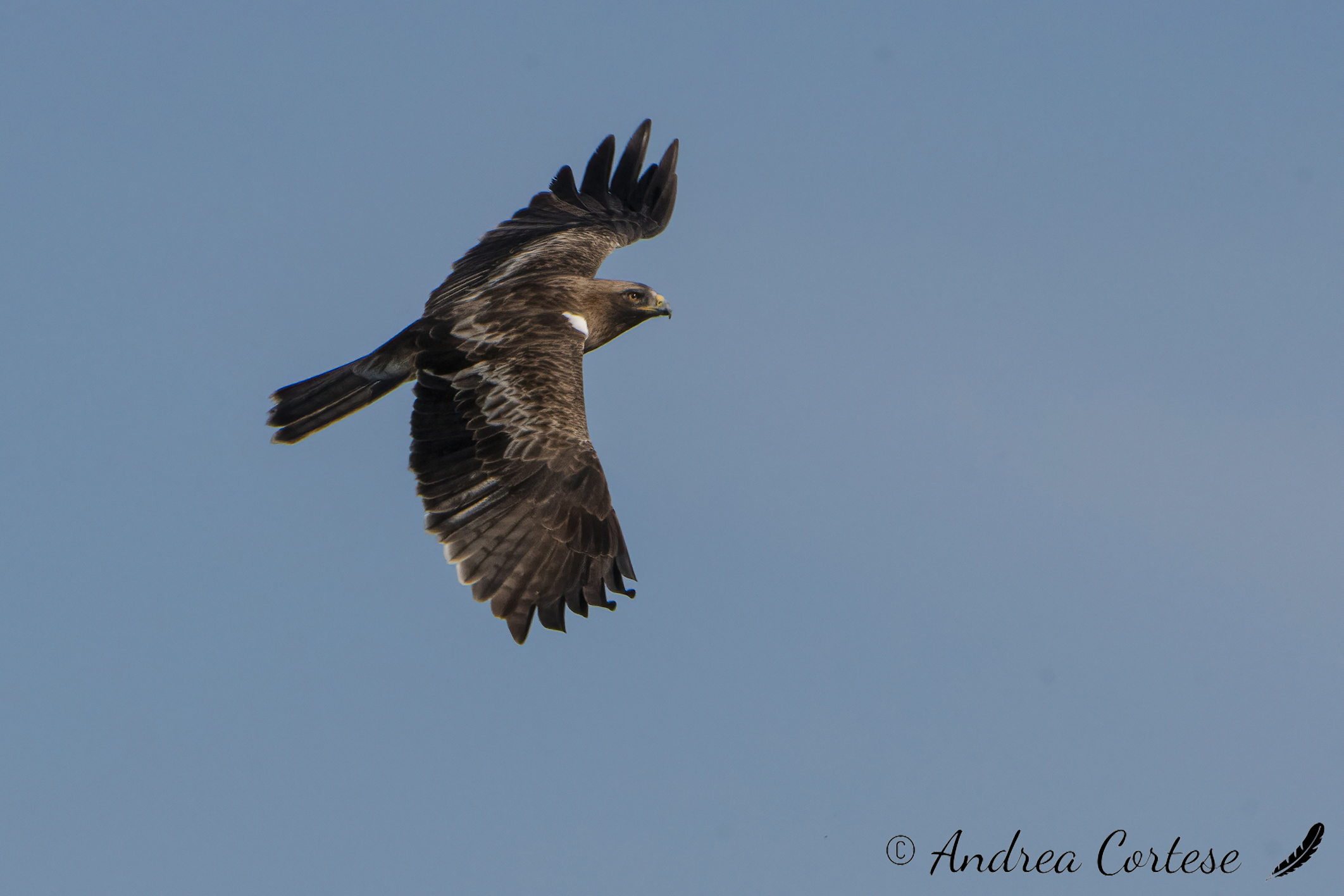 Aquila minore (Hieraaetus pennatus)