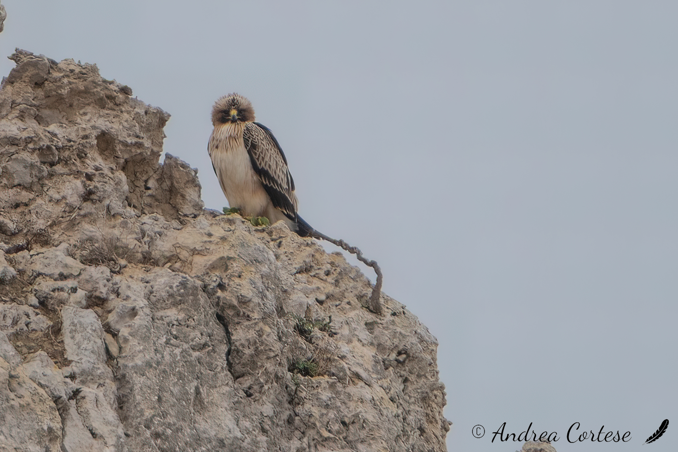 Aquila minore (Hieraaetus pennatus)