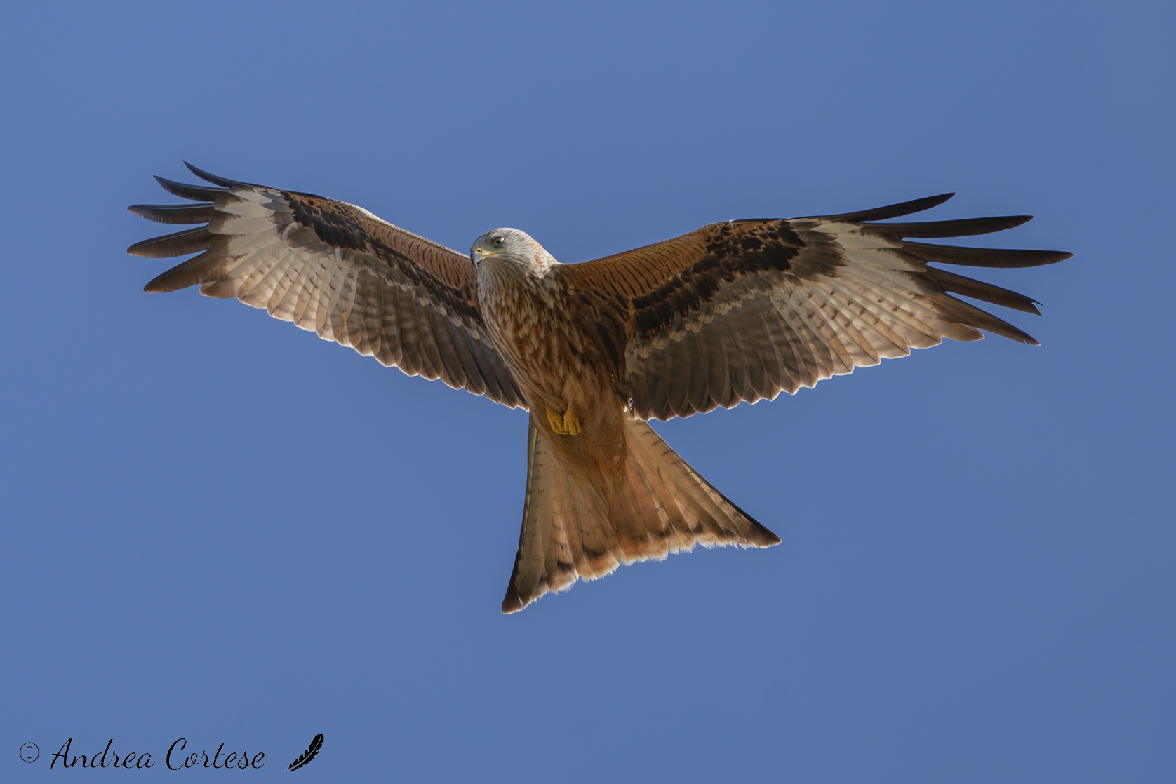 Nibbio reale (Milvus milvus)