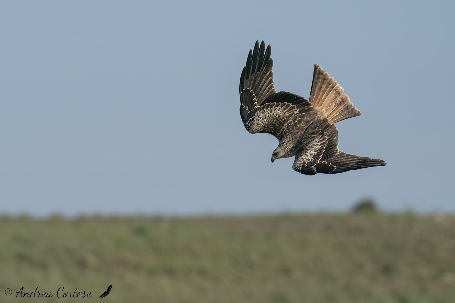 Nibbio reale (Milvus milvus)