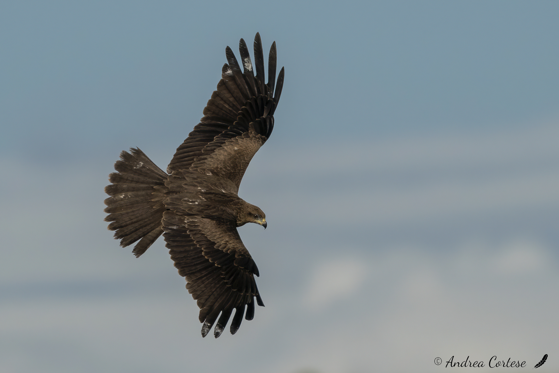 Nibbio bruno (Milvus migrans)