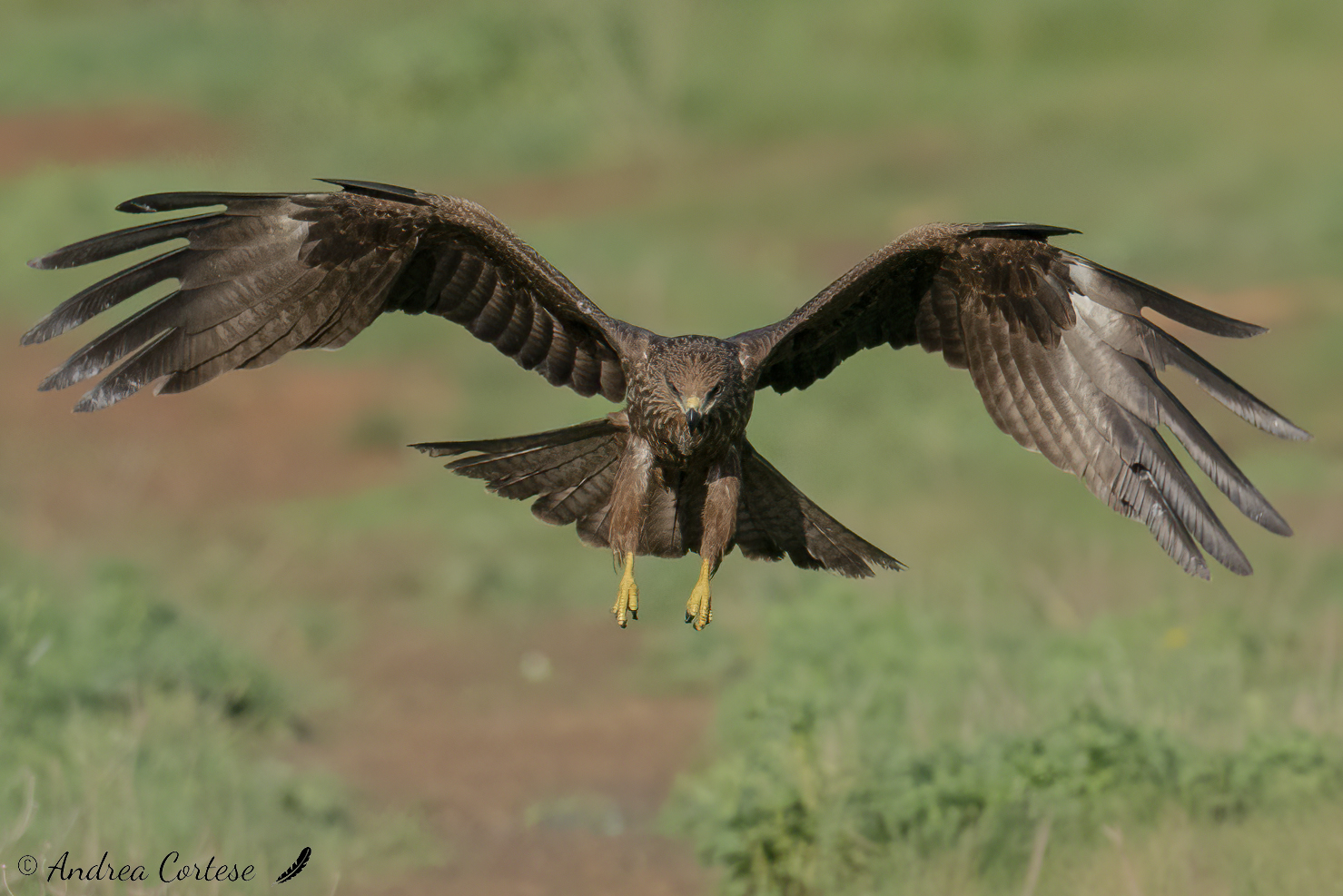 Nibbio bruno (Milvus migrans)