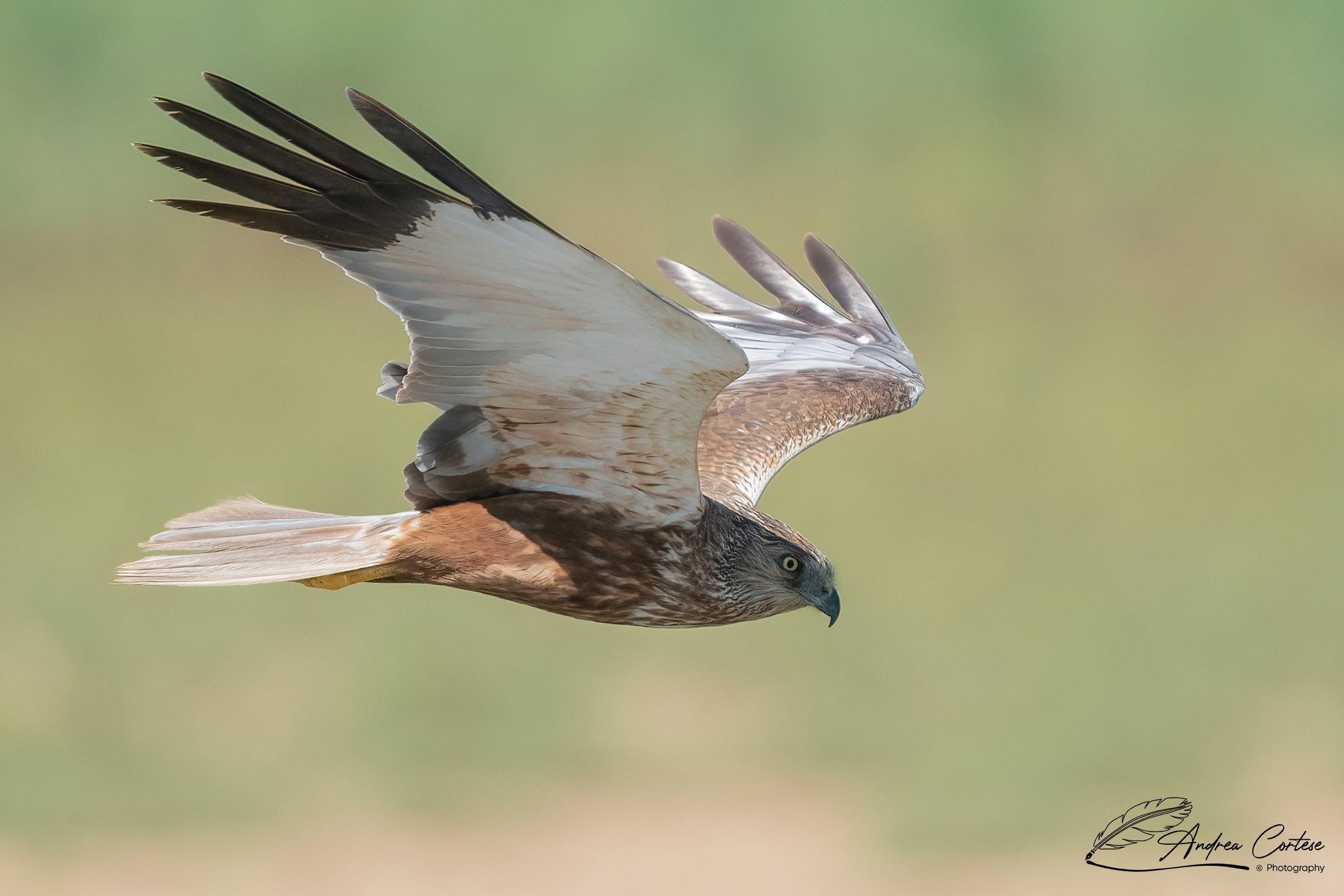 Falco di palude (Circus aeruginosus)