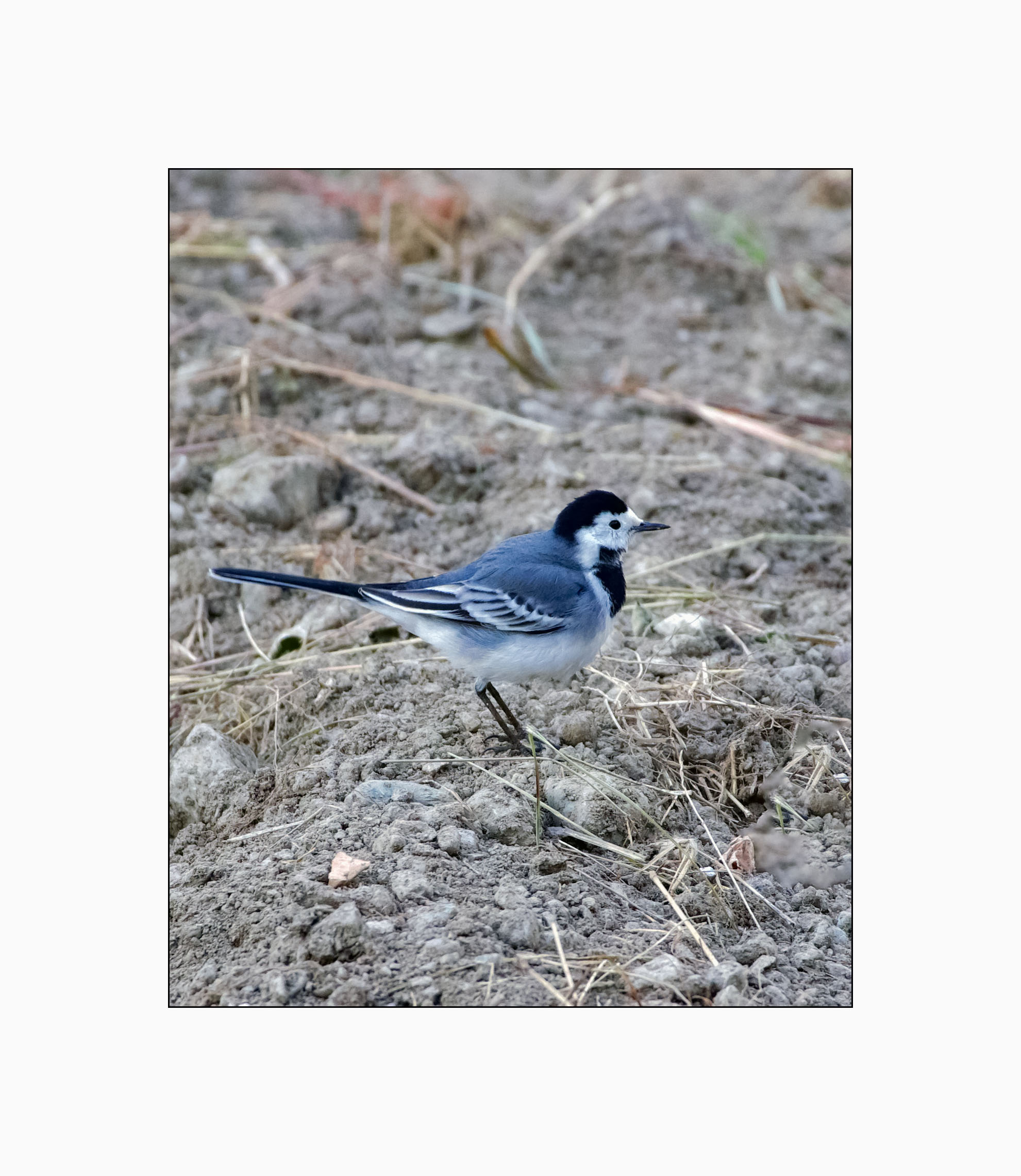White wagtail