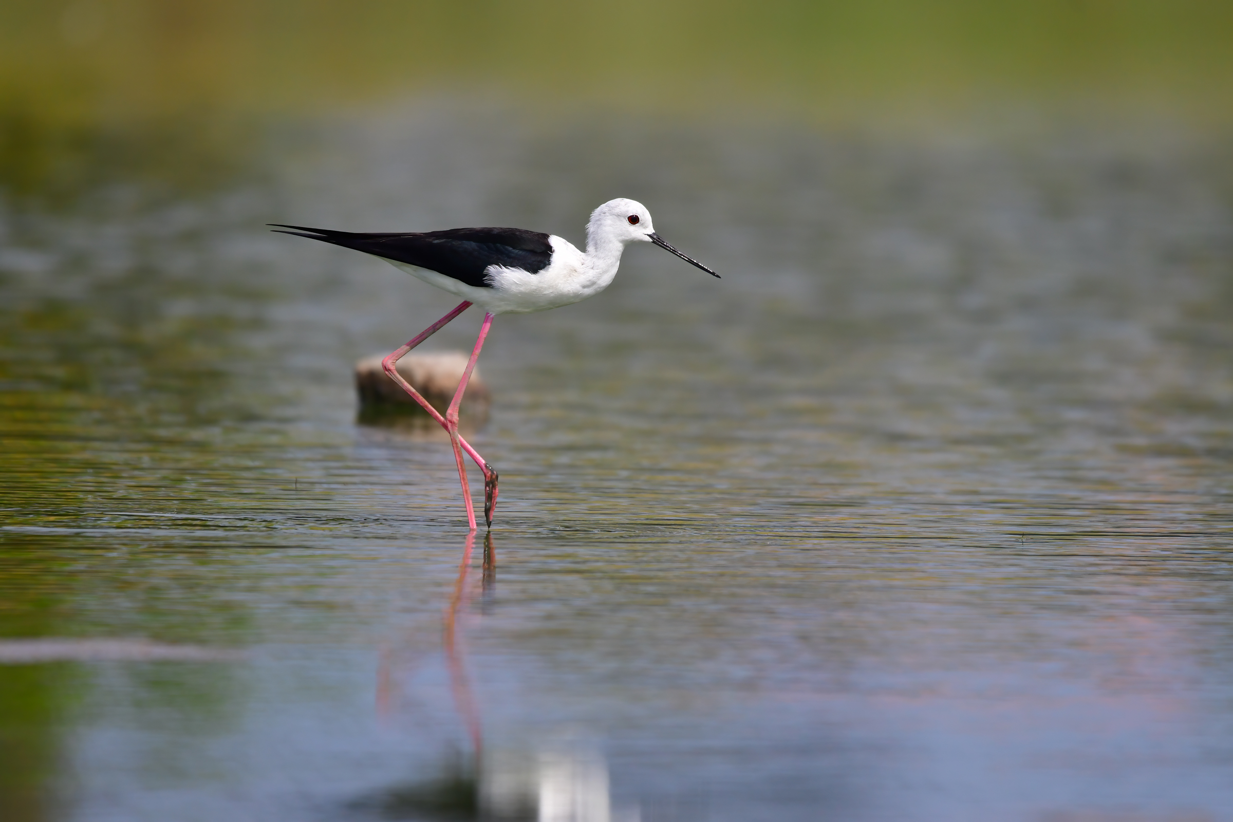 Black-winged Stilt