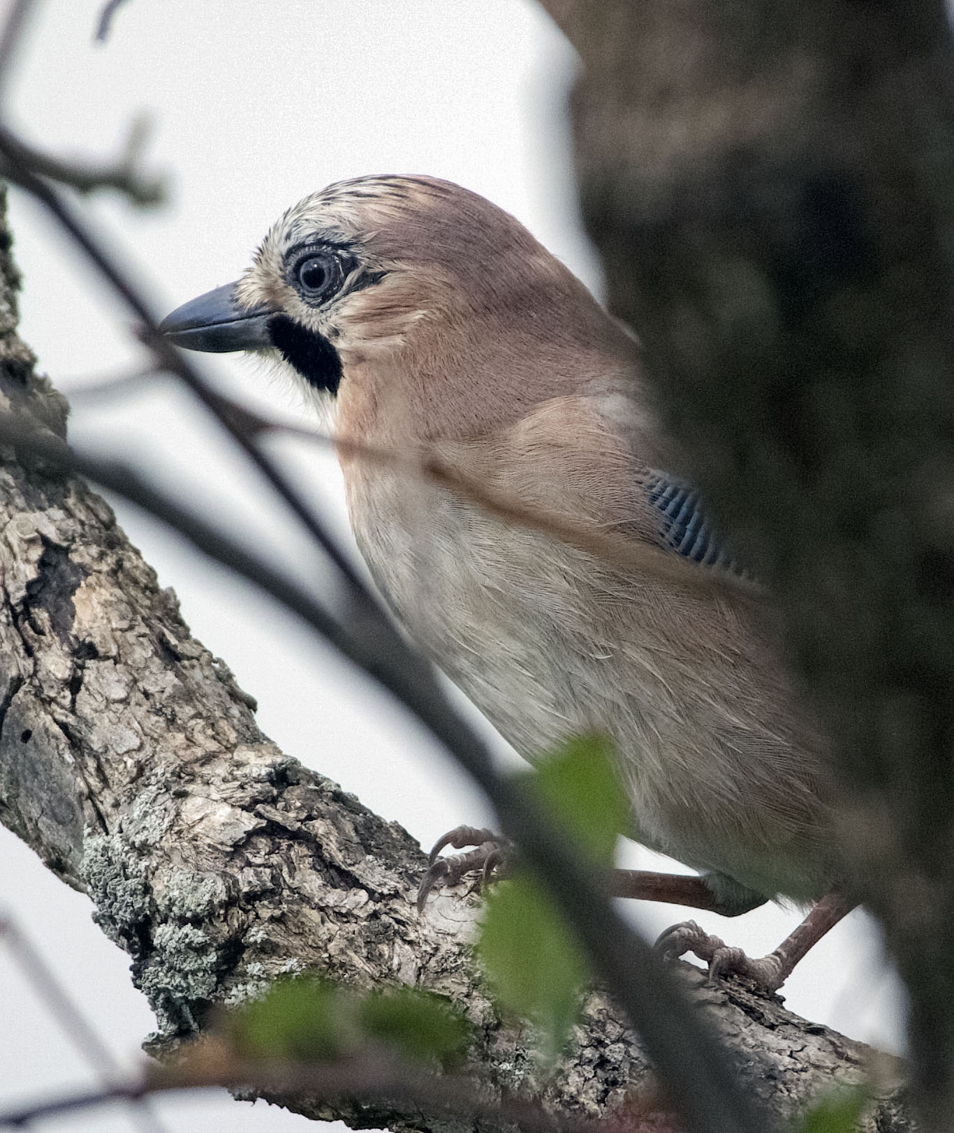 Jay