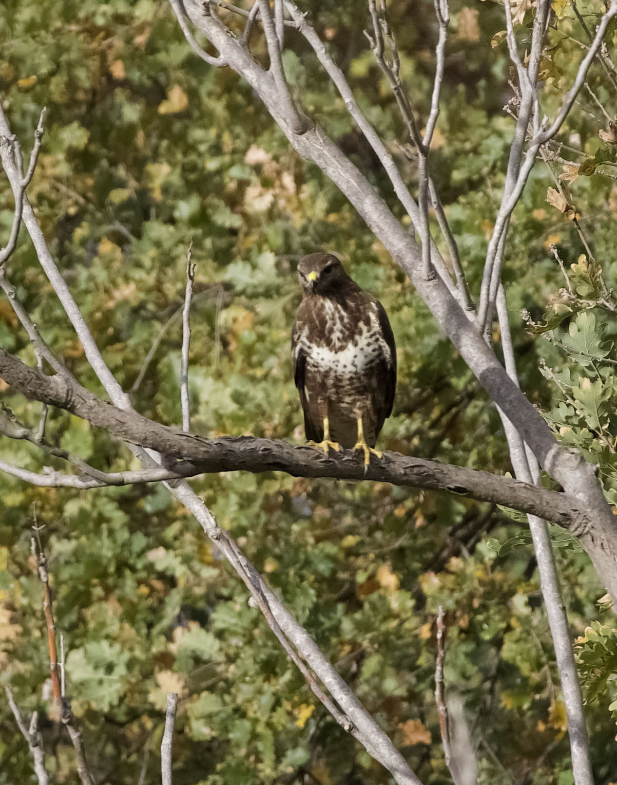 Buzzard