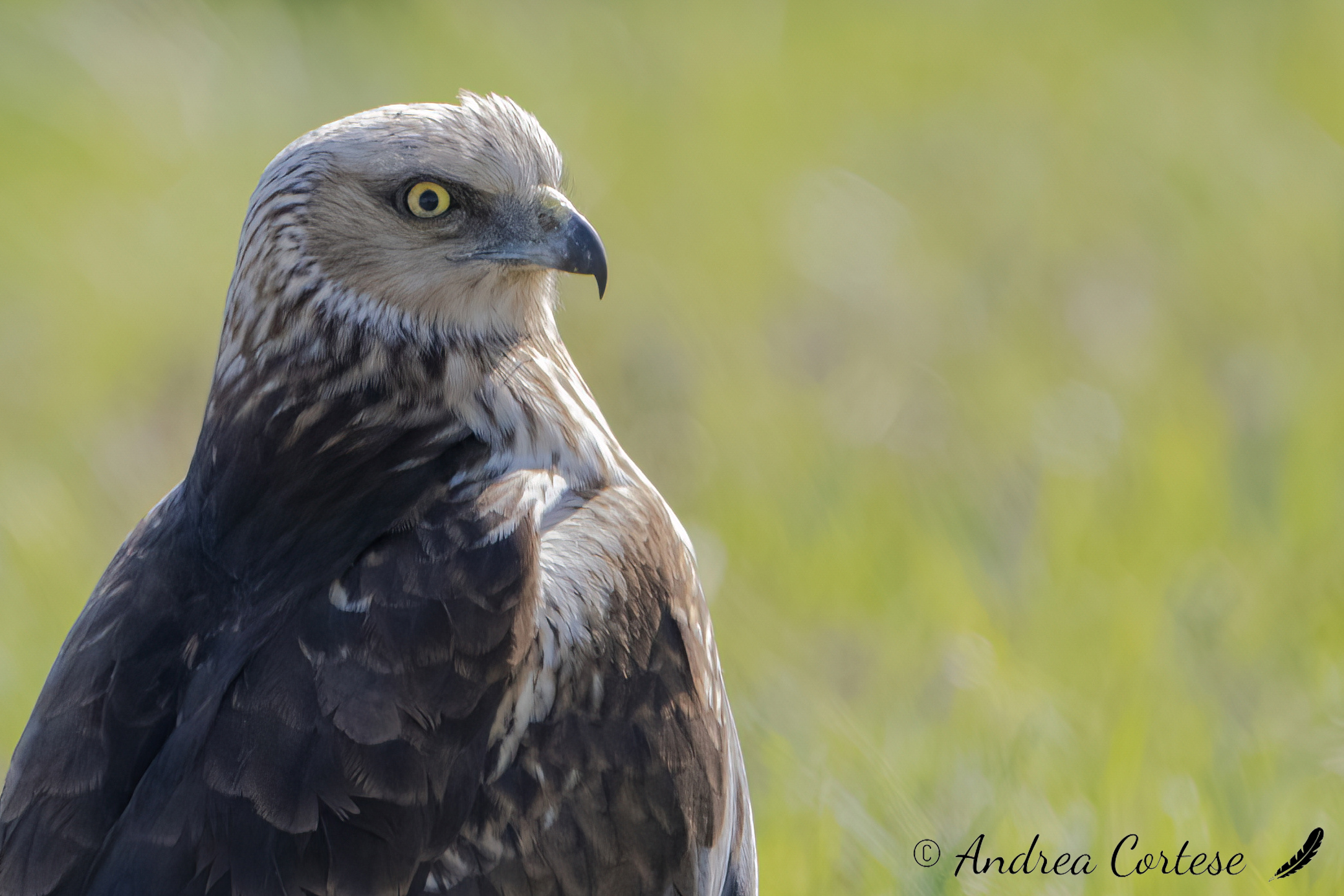 Falco di palude (Circus aeruginosus)