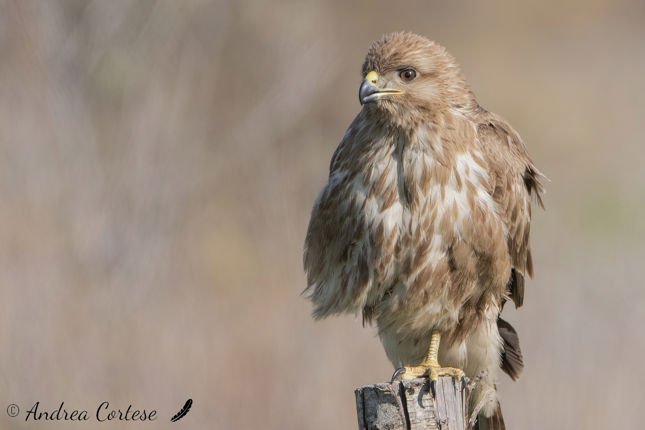 Poiana (Buteo buteo)