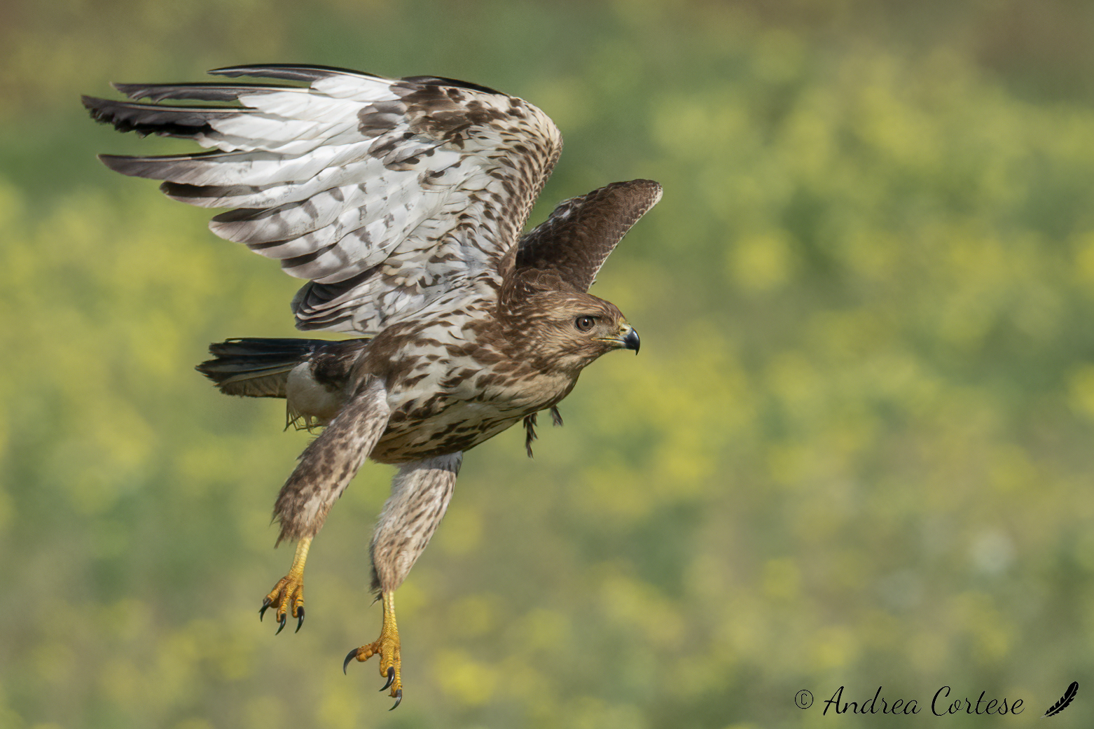 Poiana (Buteo buteo)
