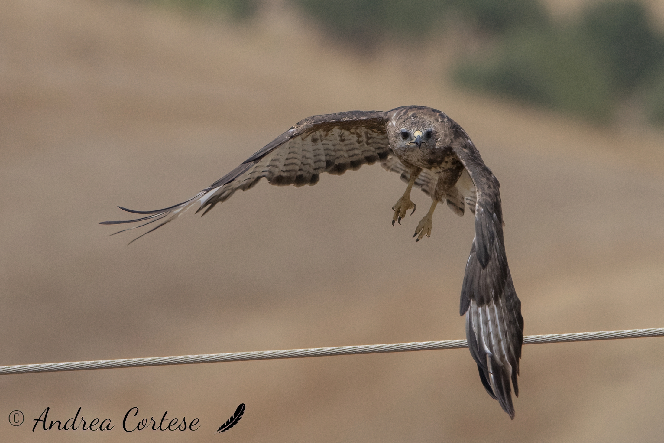 Poiana (Buteo buteo)