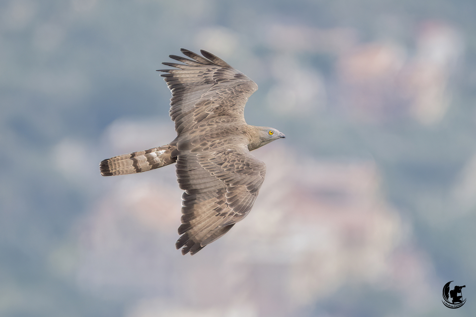 Falco pecchiaiolo (Pernis apivorus)