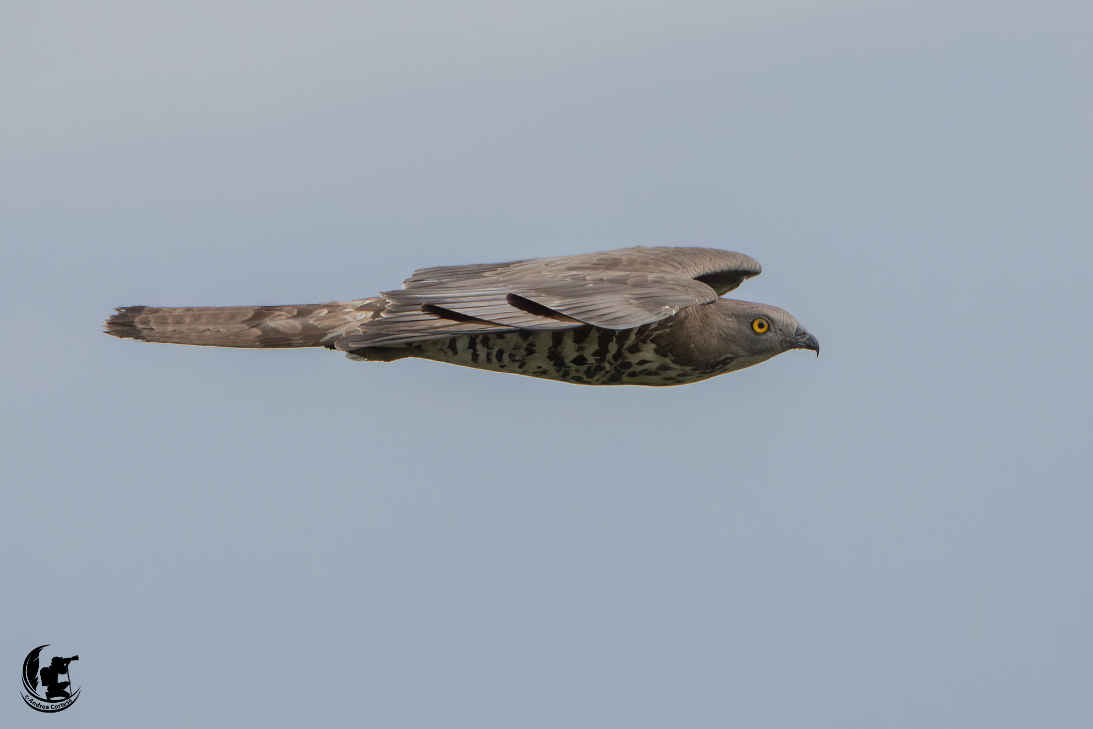 Falco pecchiaiolo (Pernis apivorus)