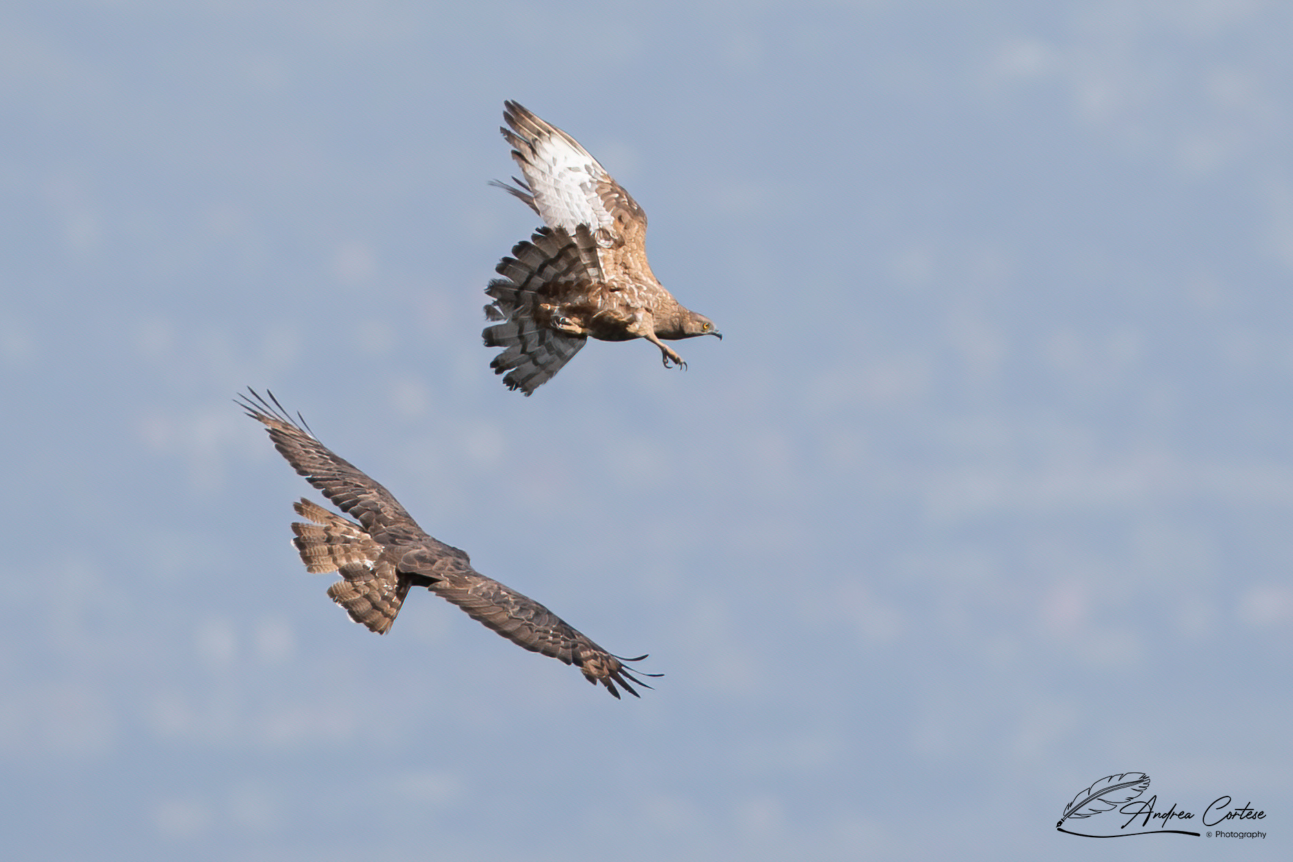 Falco pecchiaiolo (Pernis apivorus)