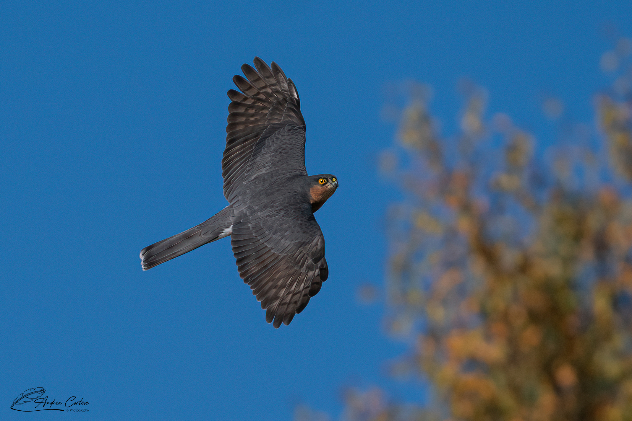 Sparviere (Accipiter nisus)