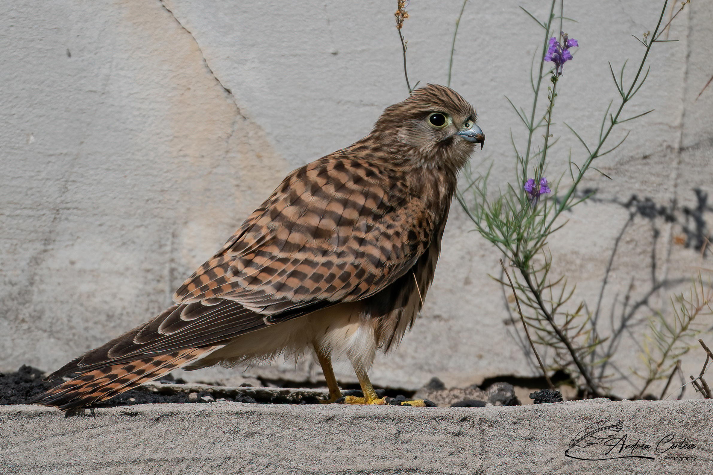 Gheppio (Falco tinnunculus)
