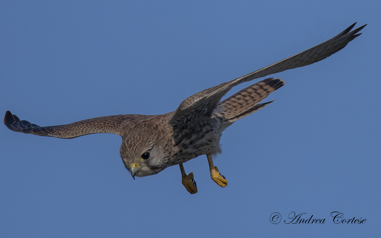Gheppio (Falco tinnunculus)