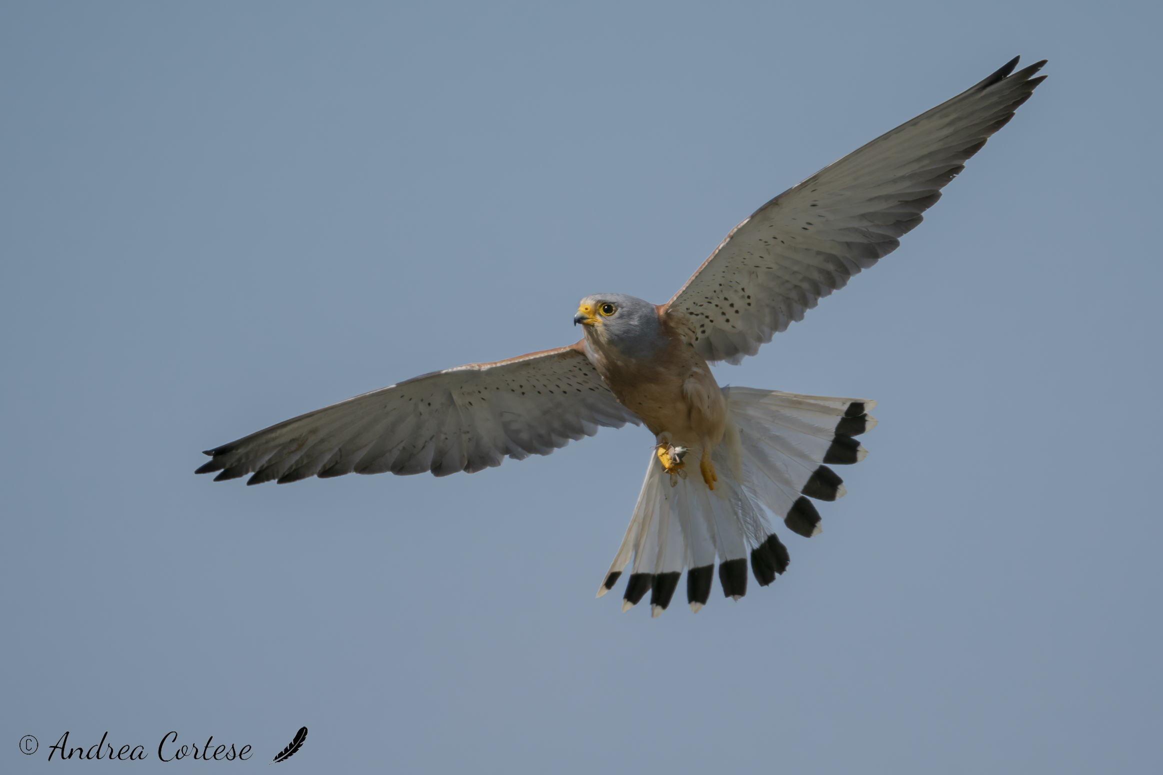 Grillaio (Falco naumanni)
