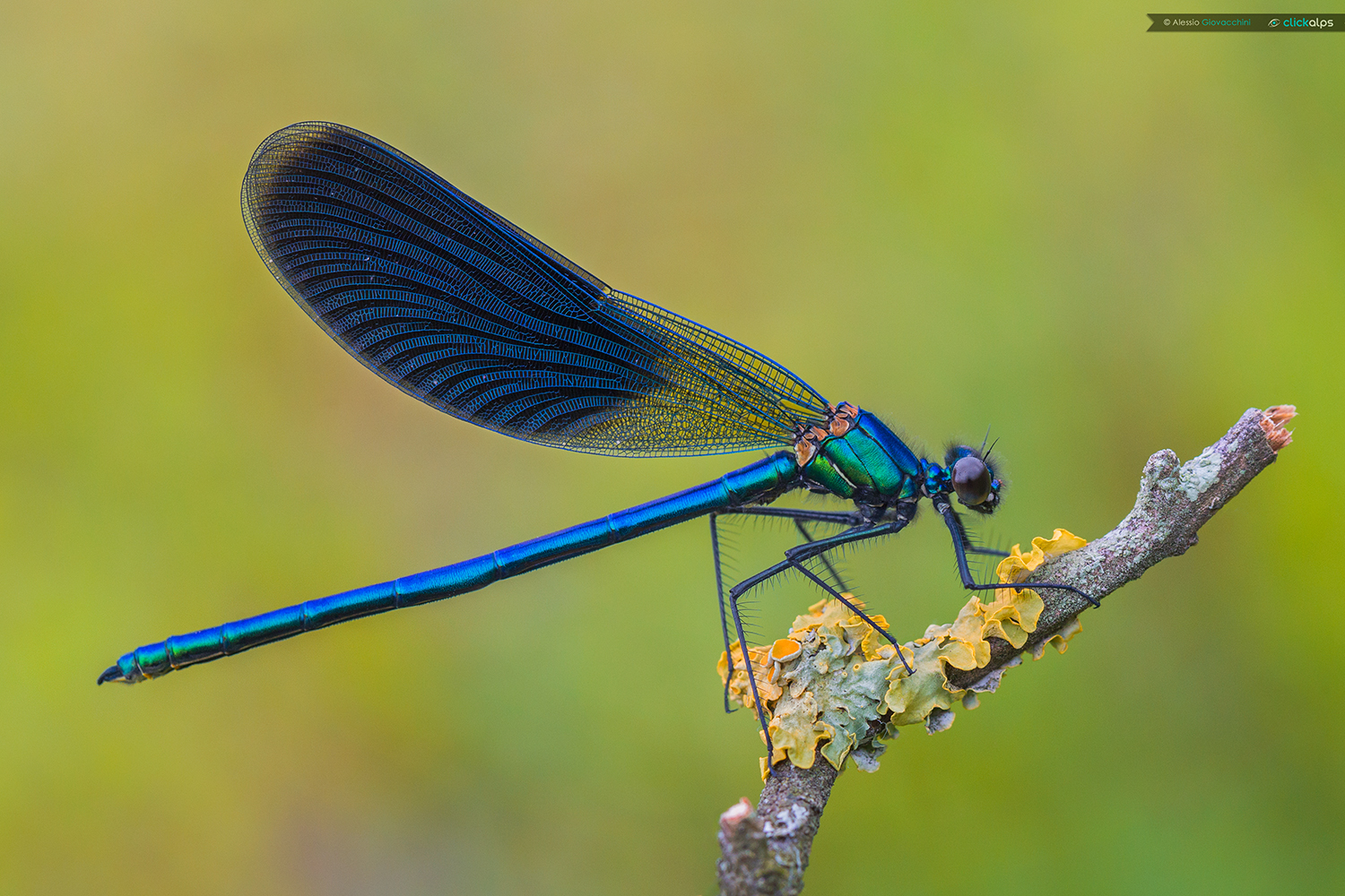 Calopteryx splendens