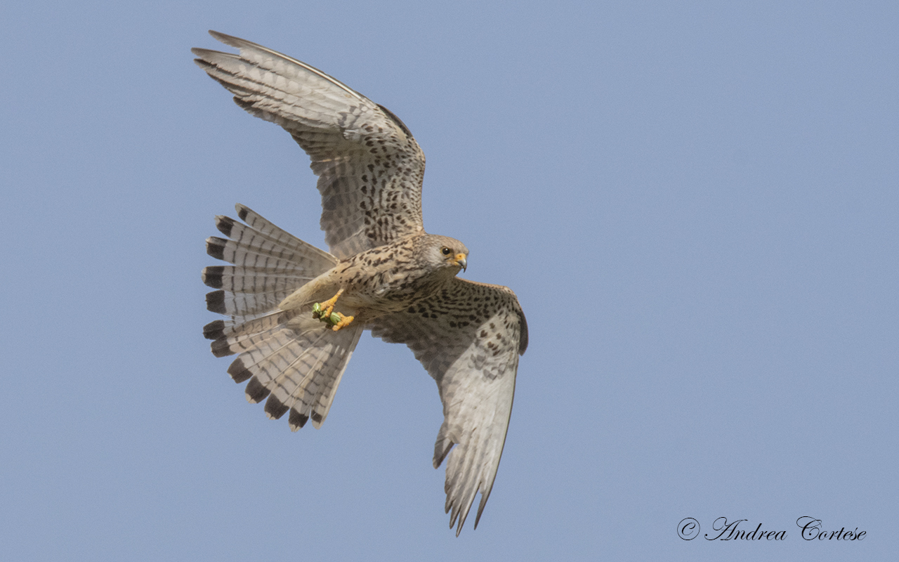 Grillaio (Falco naumanni)