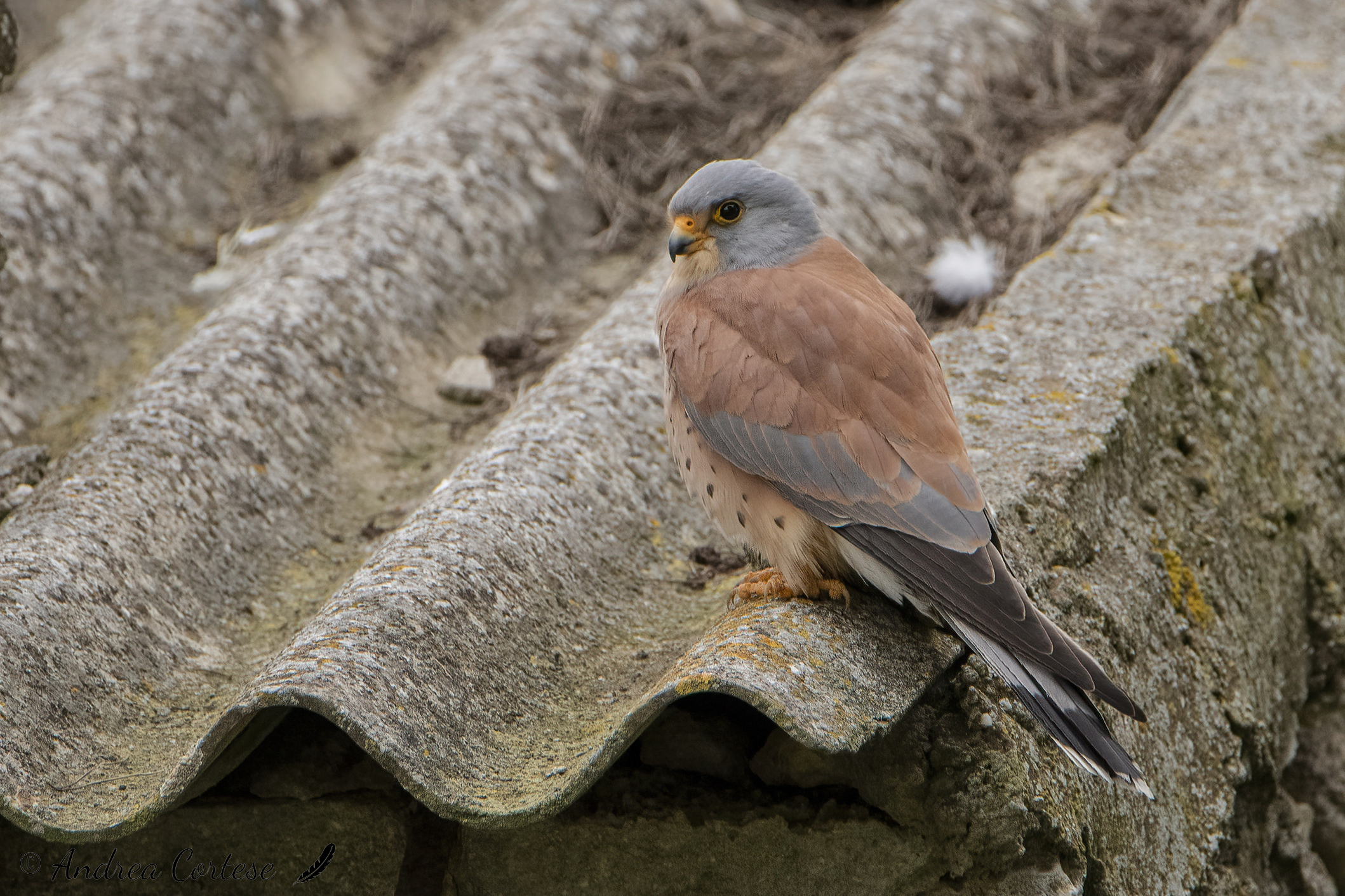 Grillaio (Falco naumanni)