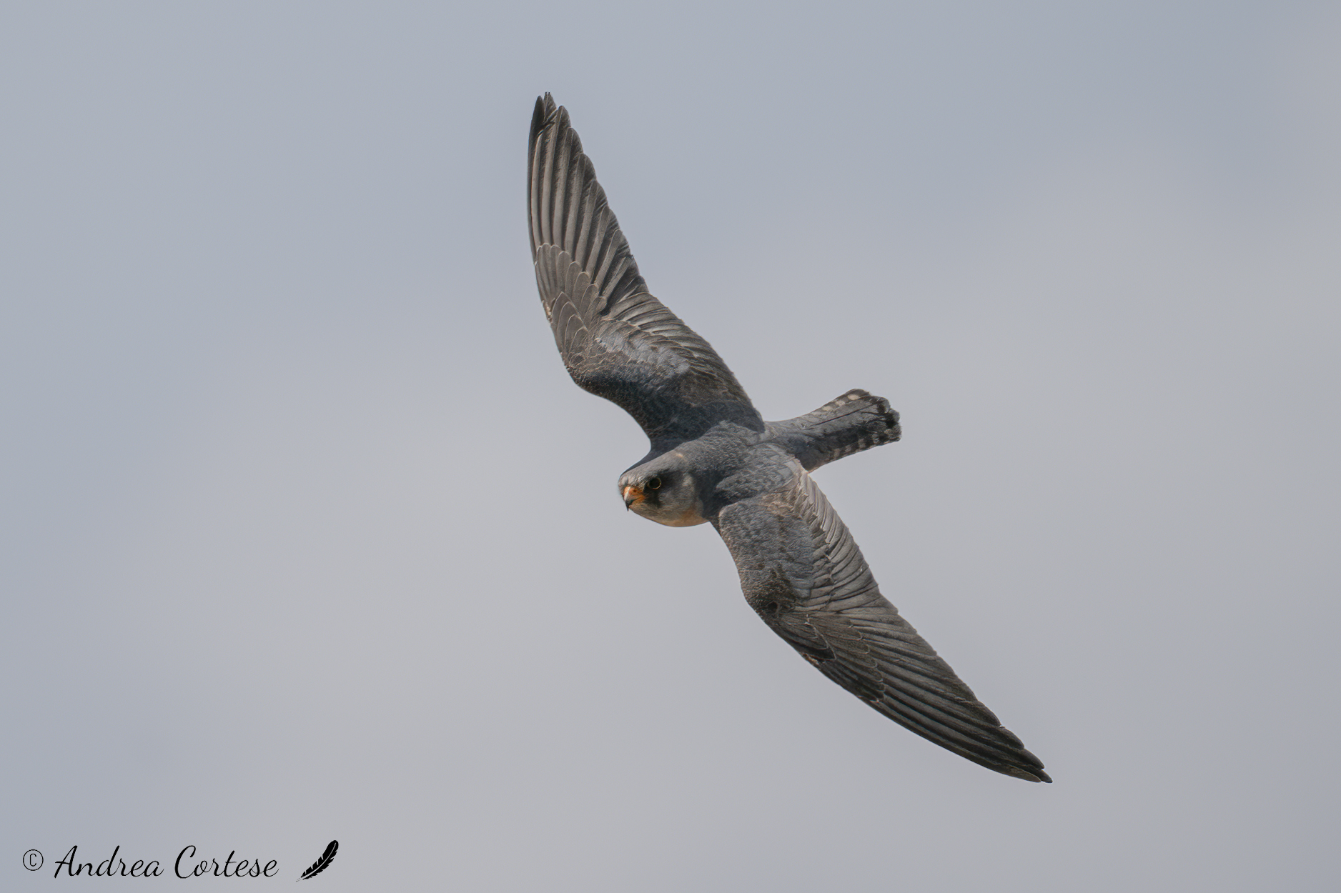Falco cuculo (Falco vespertinus)