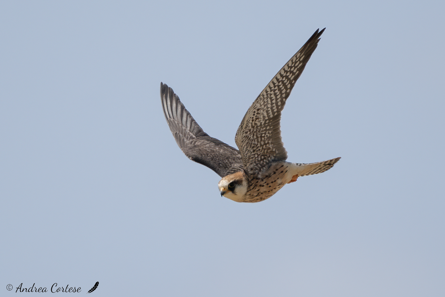 Falco cuculo (Falco vespertinus)