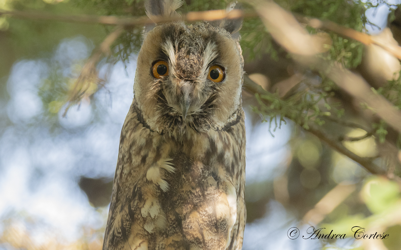 Gufo comune (Asio otus)