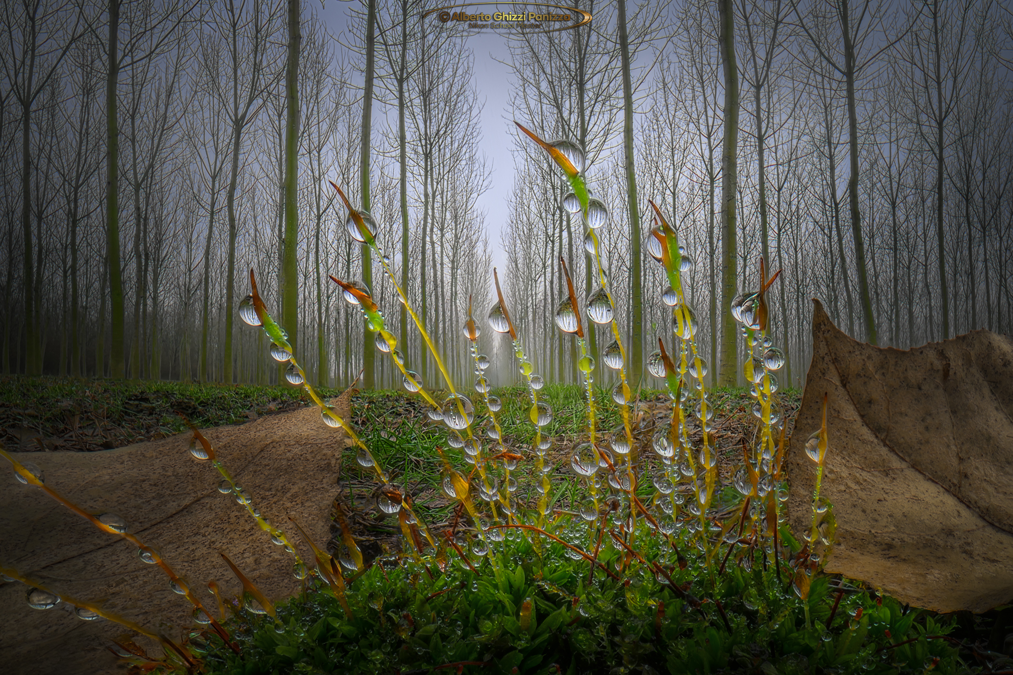 Sprouts among the poplar groves