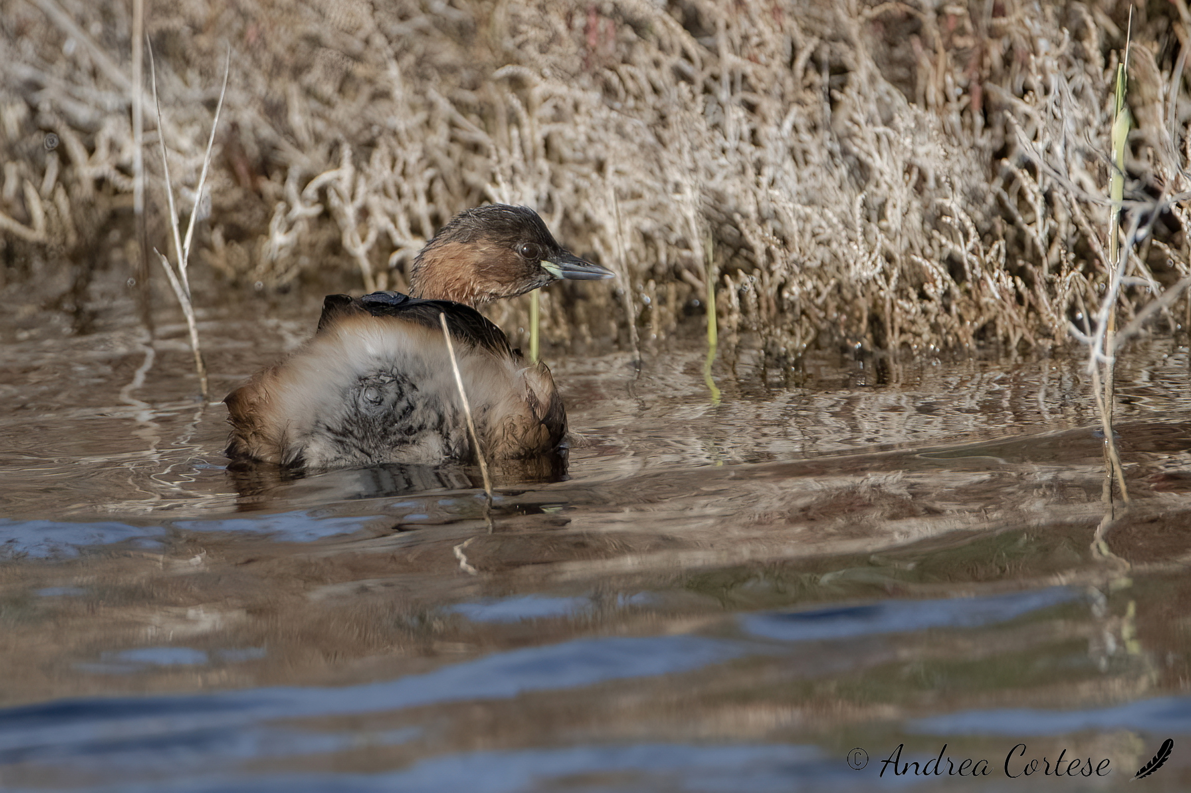 Tuffetto (Tachybaptus ruficollis)