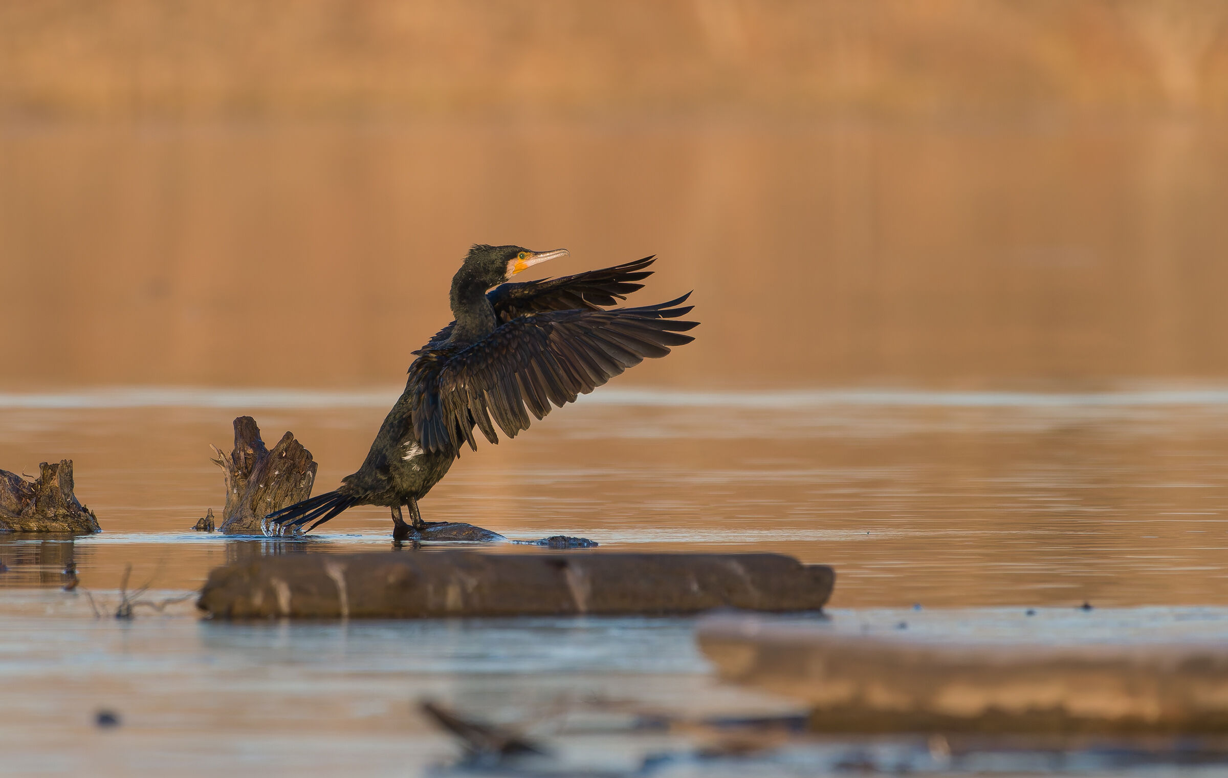 Direttore d'orchestra (Cormorano)