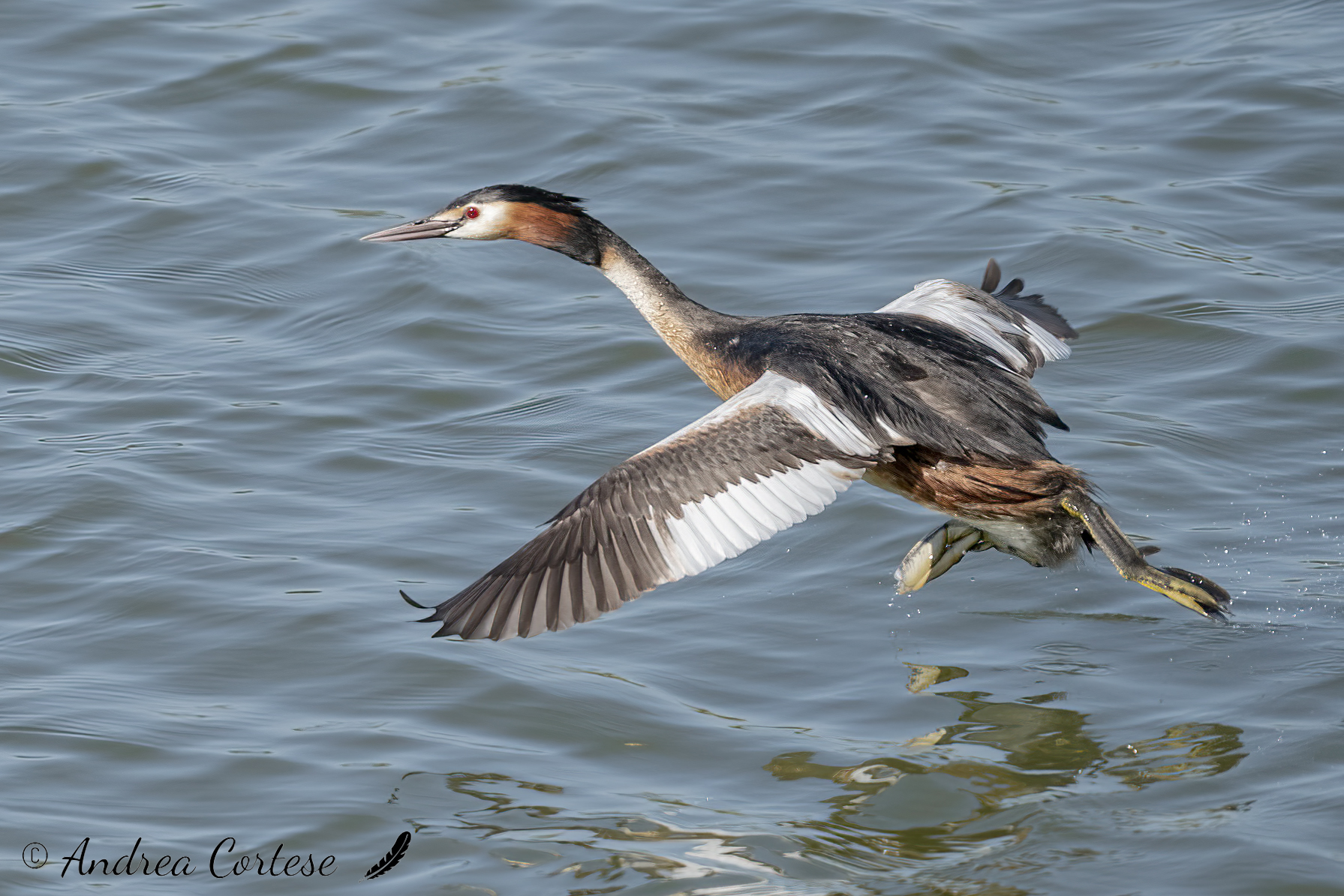 Svasso maggiore (Podiceps cristatus)
