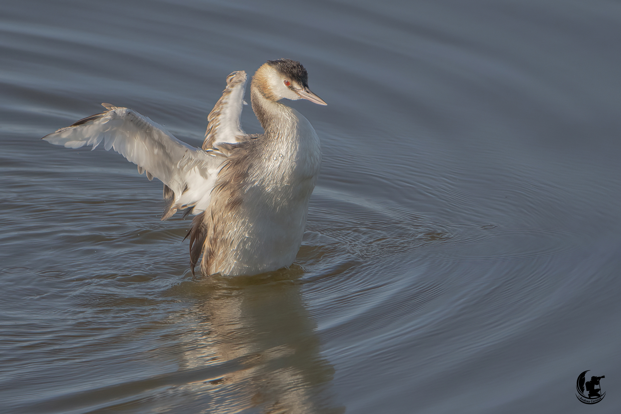 Svasso maggiore (Podiceps cristatus)