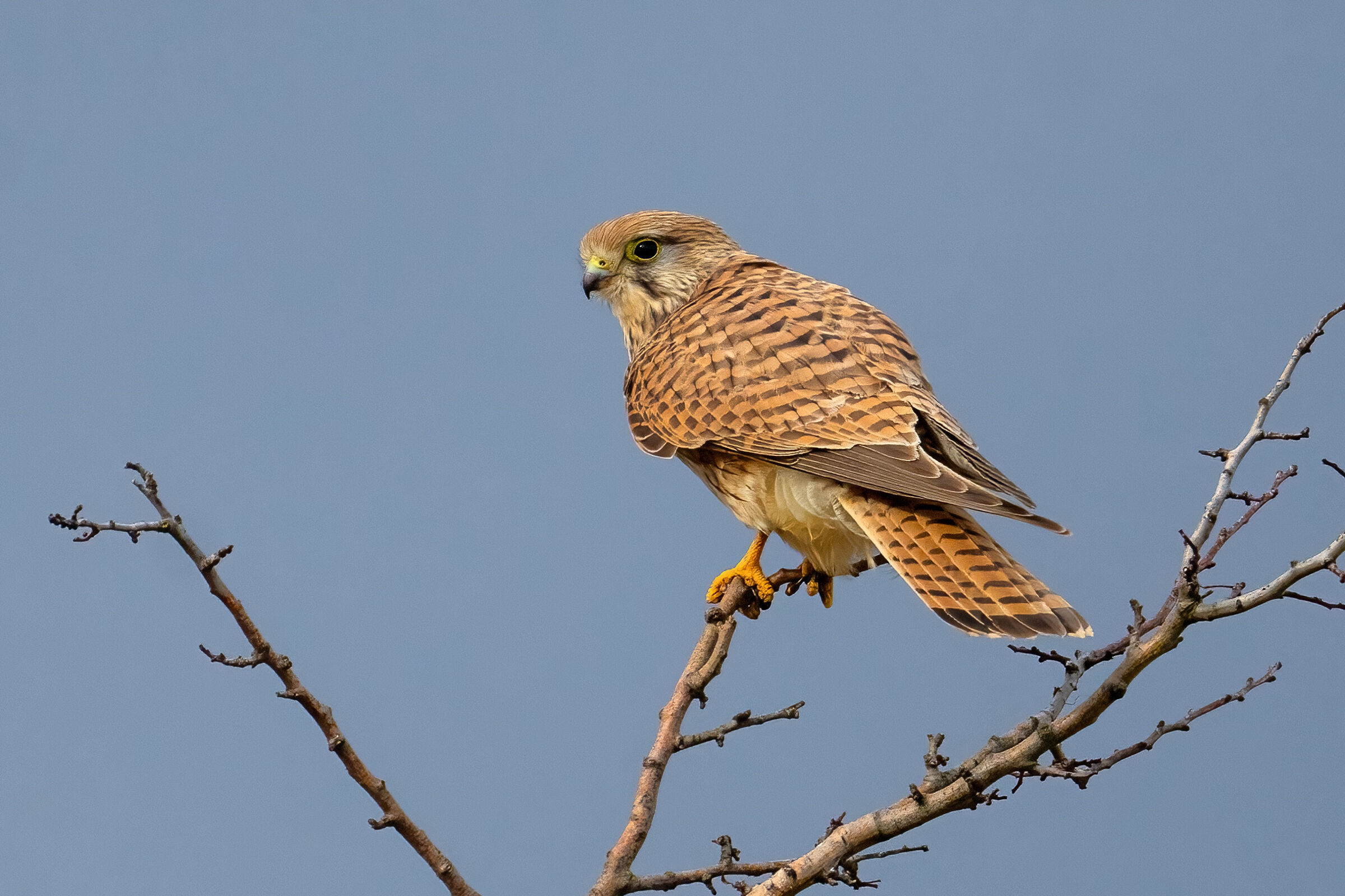 Gheppio (Falco tinnunculus)